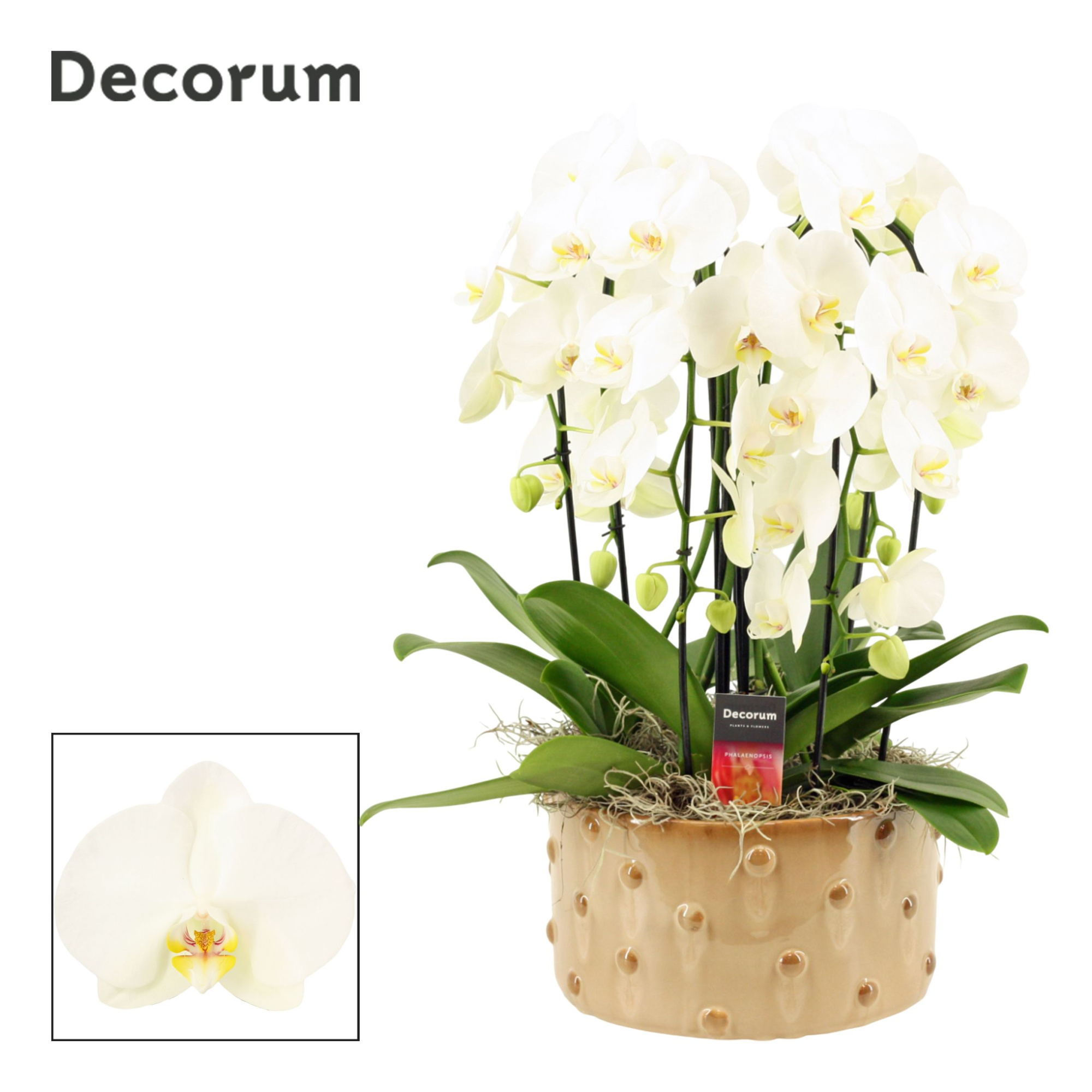 Belle cascade 6 tak symphony white (Deco-collection), D 27