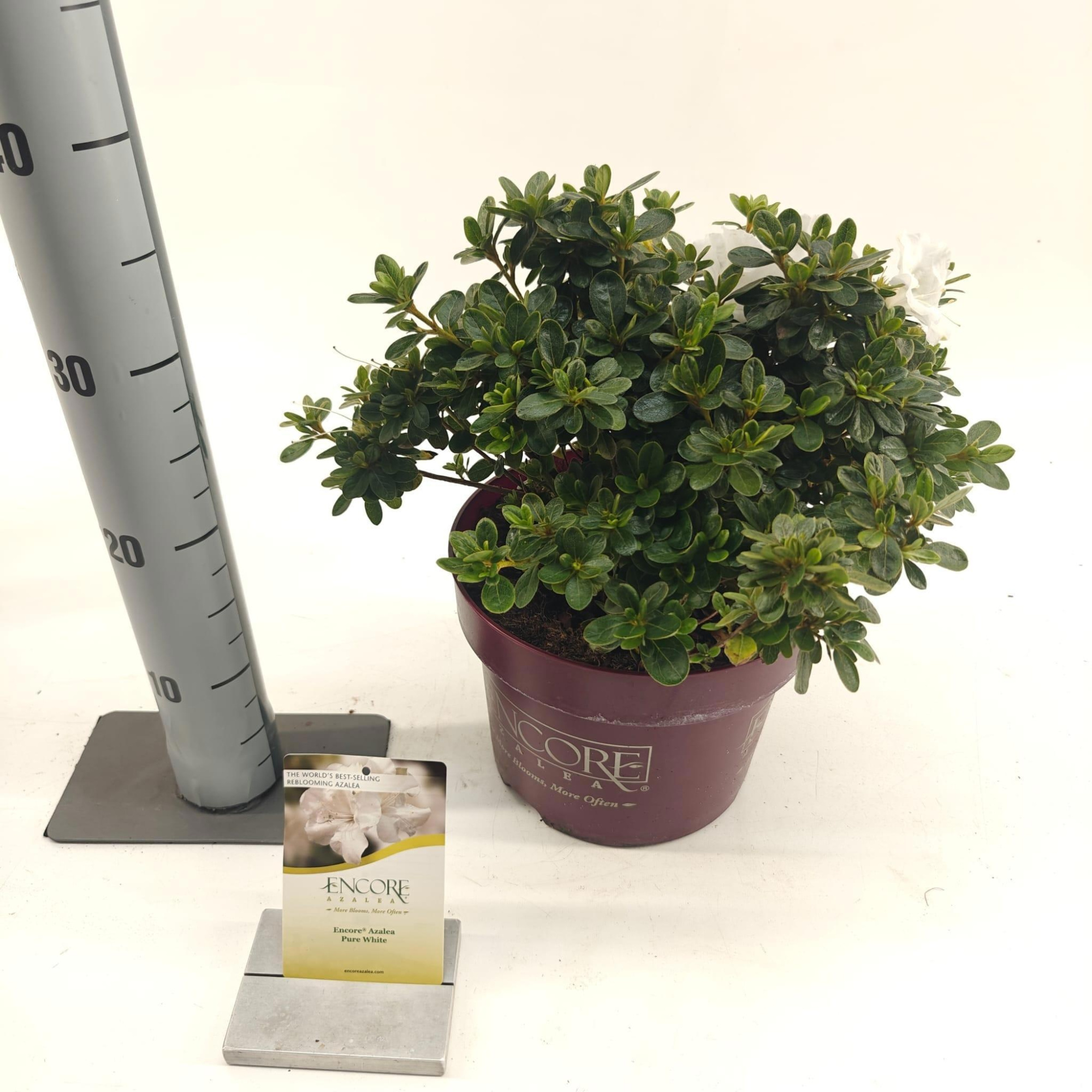 Rhododendron ENCORE® Pure White ('Homlea'PBR), D 23