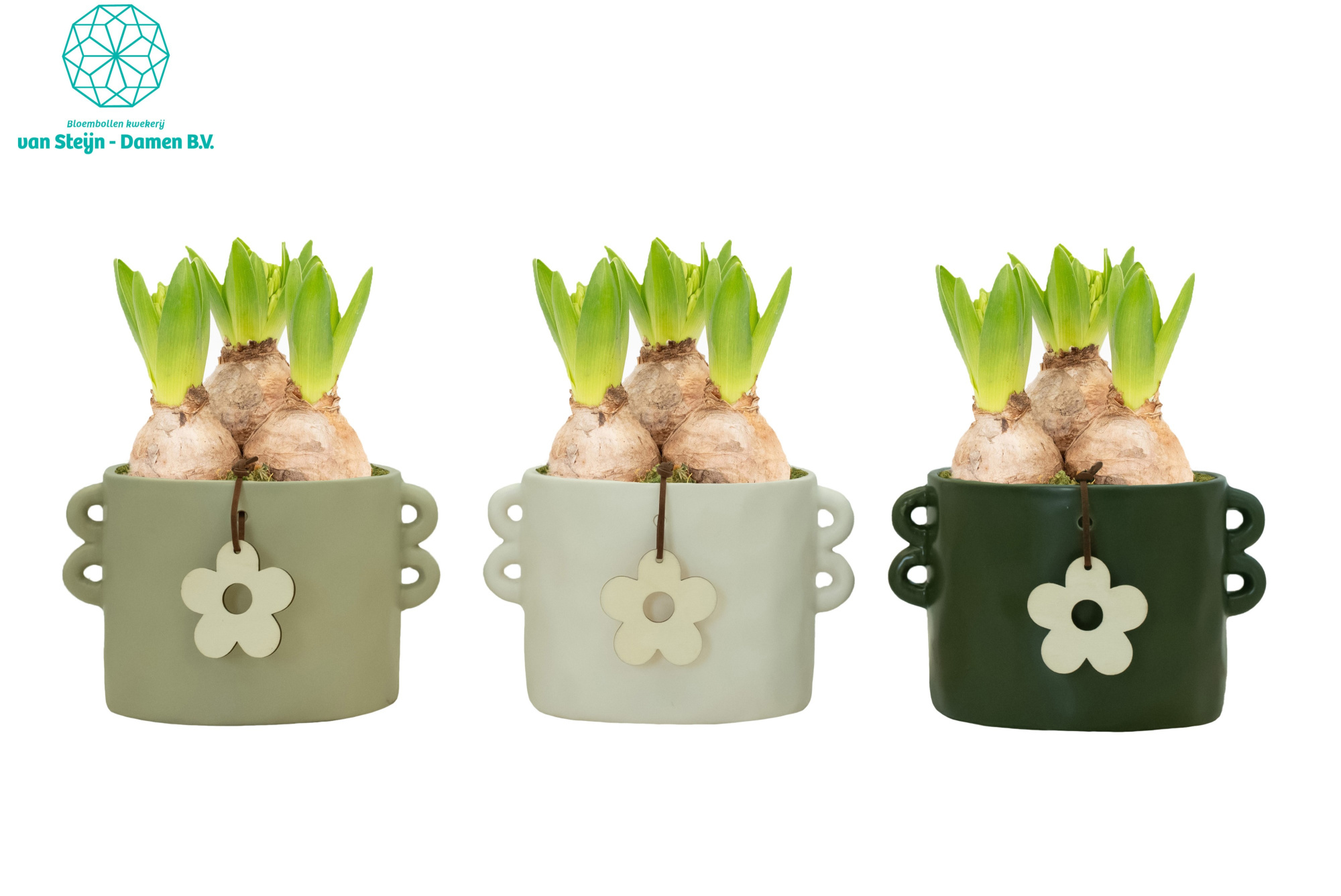 Hyacinthus 'Cilinder Flower', D 16