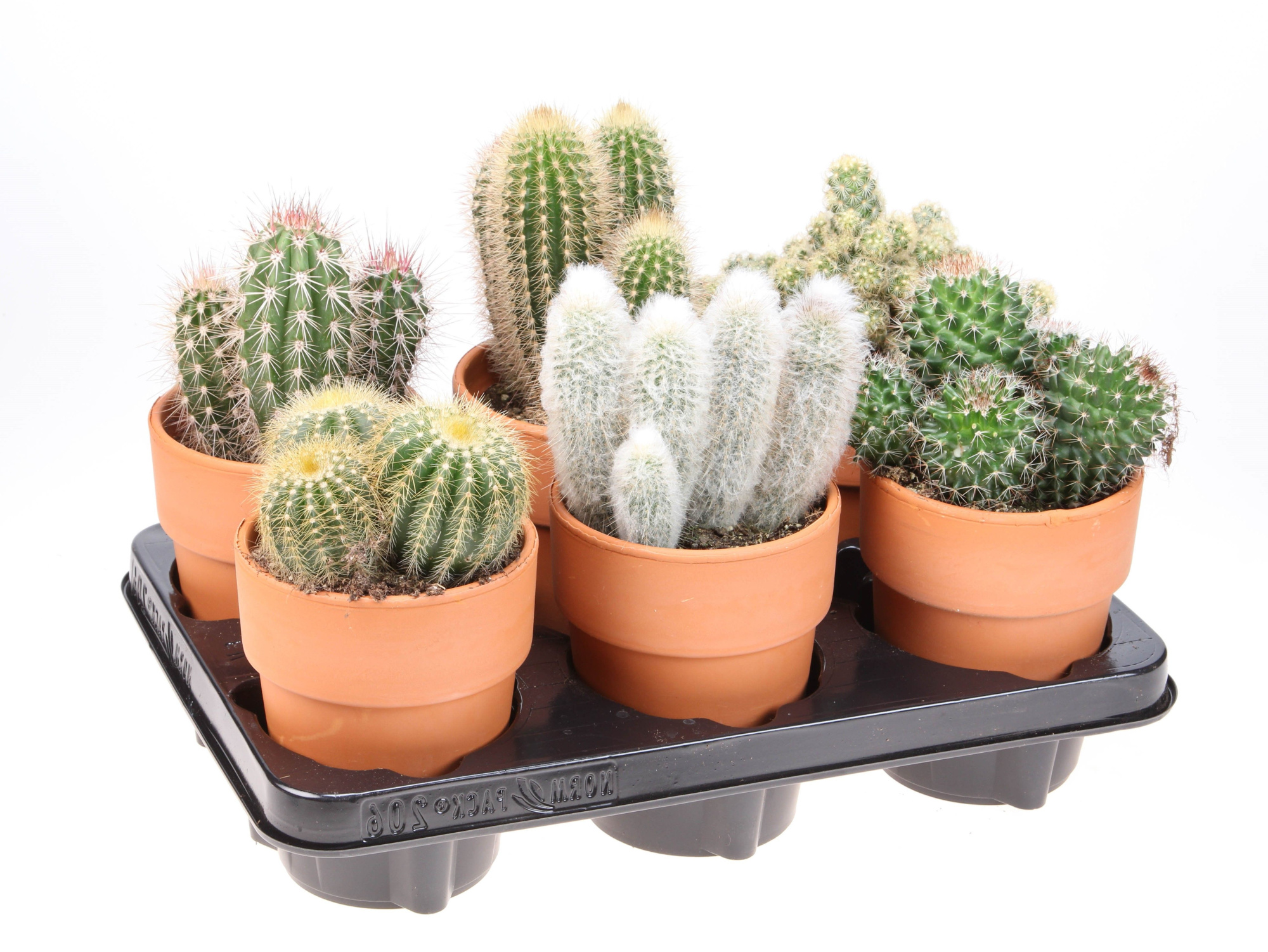 Cactus Rozenpot, D 10,5