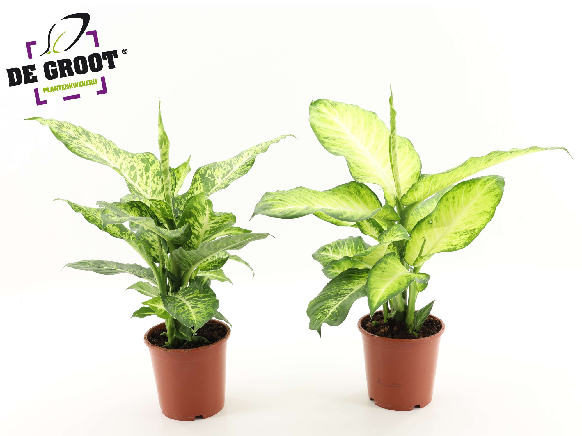 Dieffenbachia Mix (Mars en Bravo), D 17