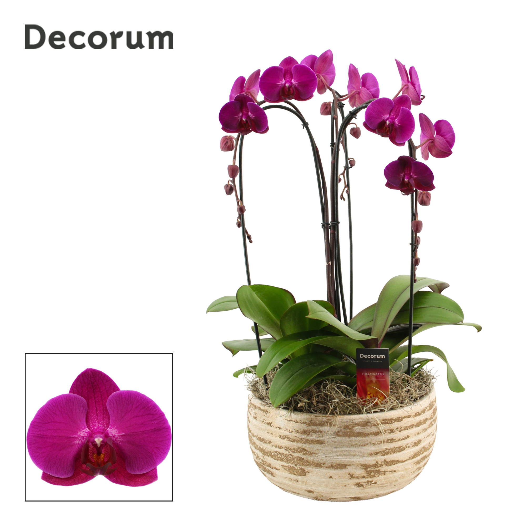 Luna cascade 3 tak symphony purple (Deco-collection), D 27