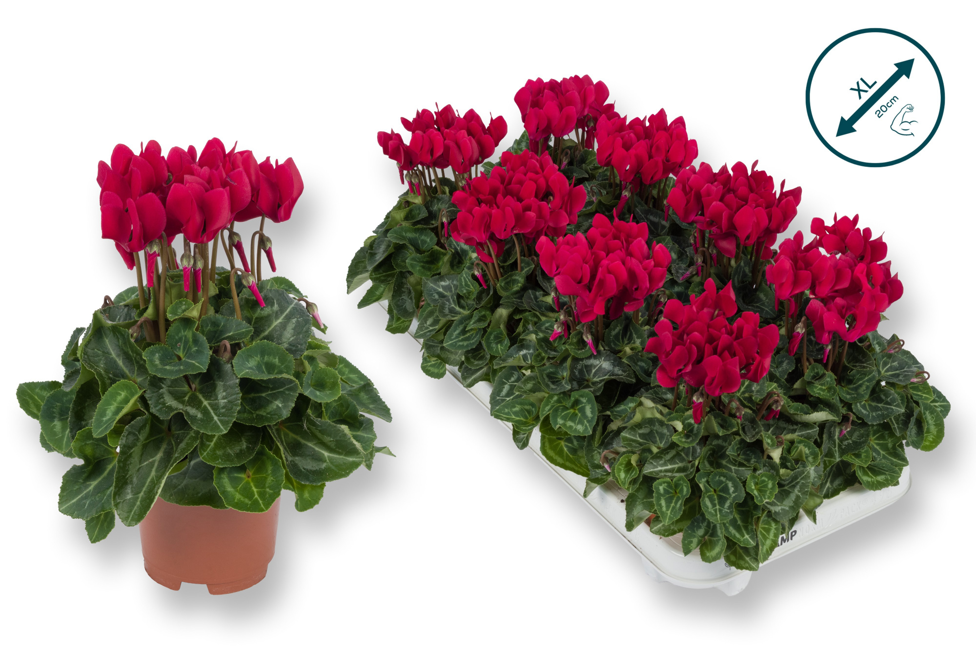 Cyclaam-XL-WIJNROOD, D 10,5