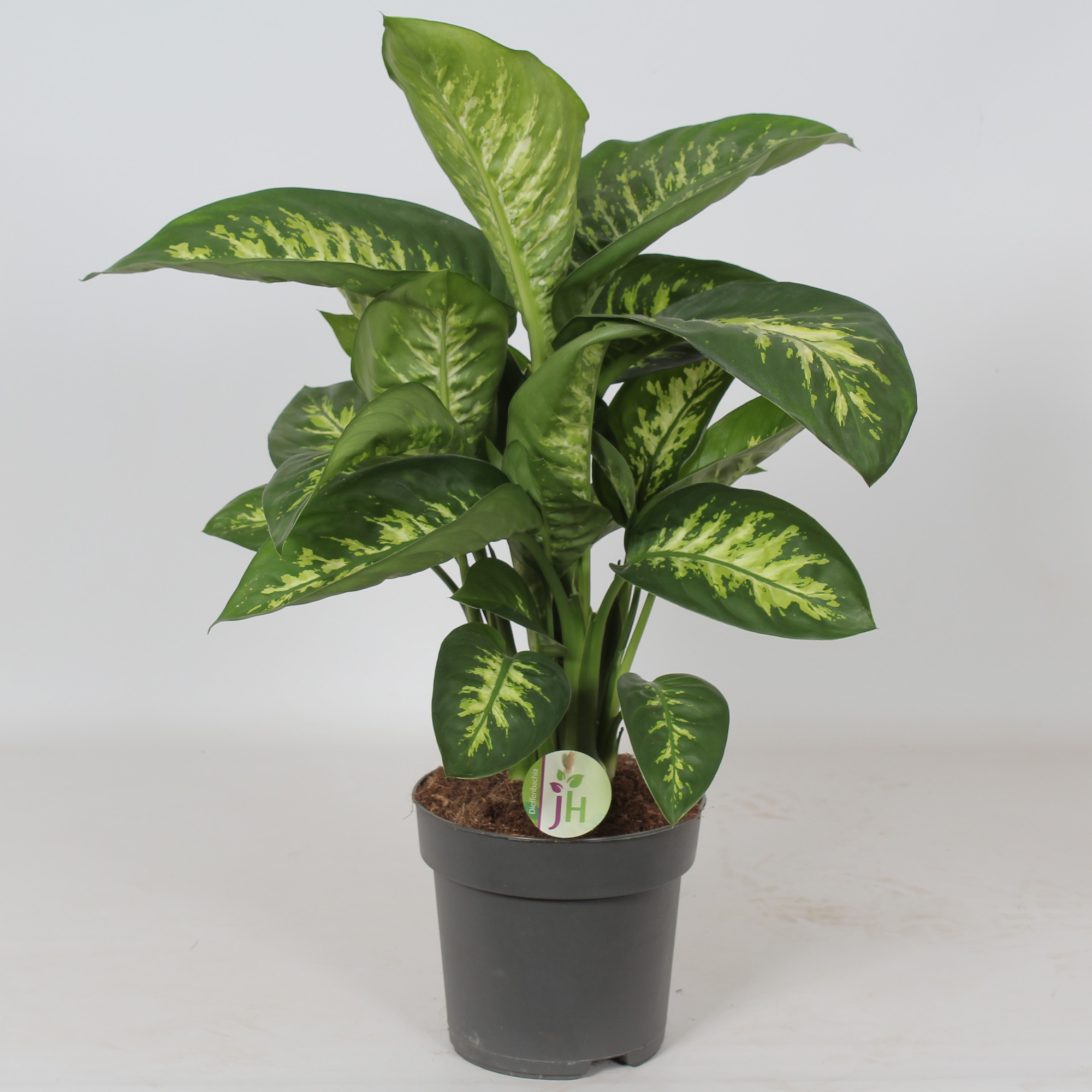 Dieffenbachia 'Reeva', D 21