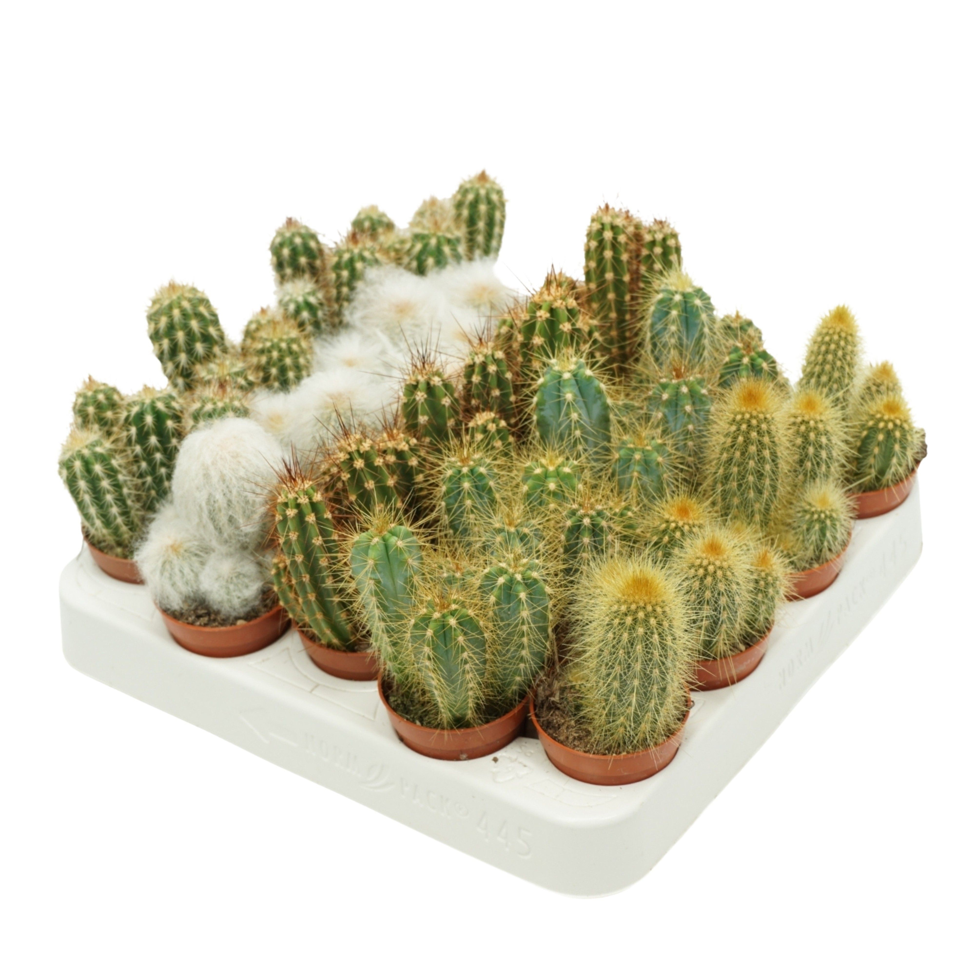 Cereus mix 5,5 cm op rij in presentatiedoos, D 5,5