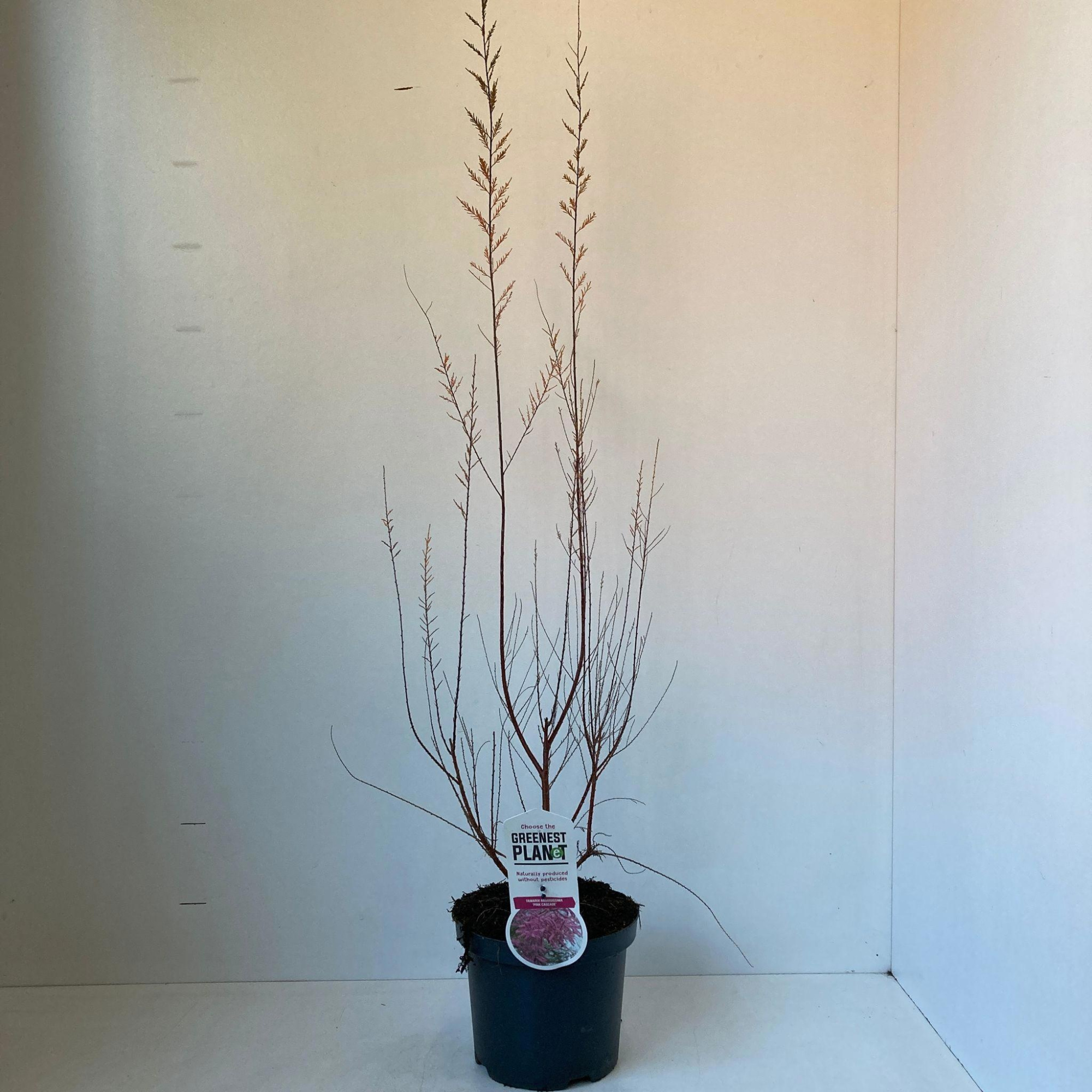 Tamarix ramosissima 'Pink Cascade', D 19