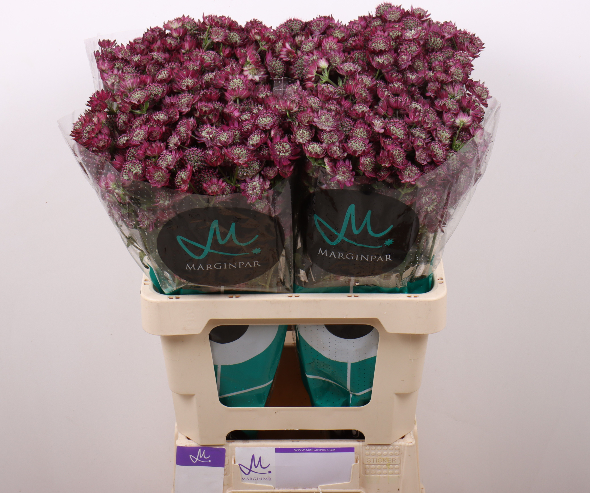 Астранция Стар Оф Дизае 60, шт.