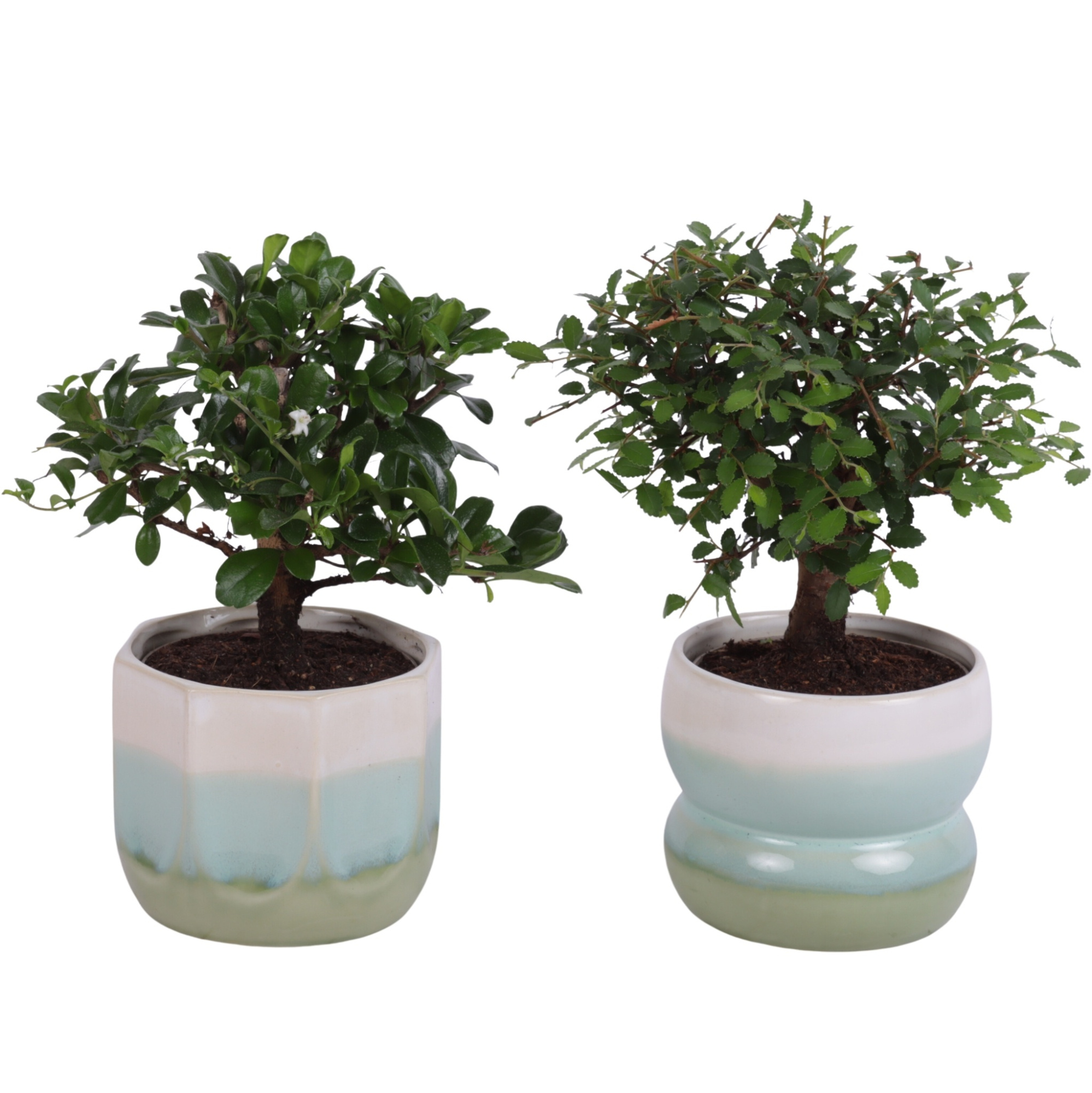 Bonsai Indoor Mix Ø 9cm Ball Shape in Ø11cm Ceramic FB675, D 11