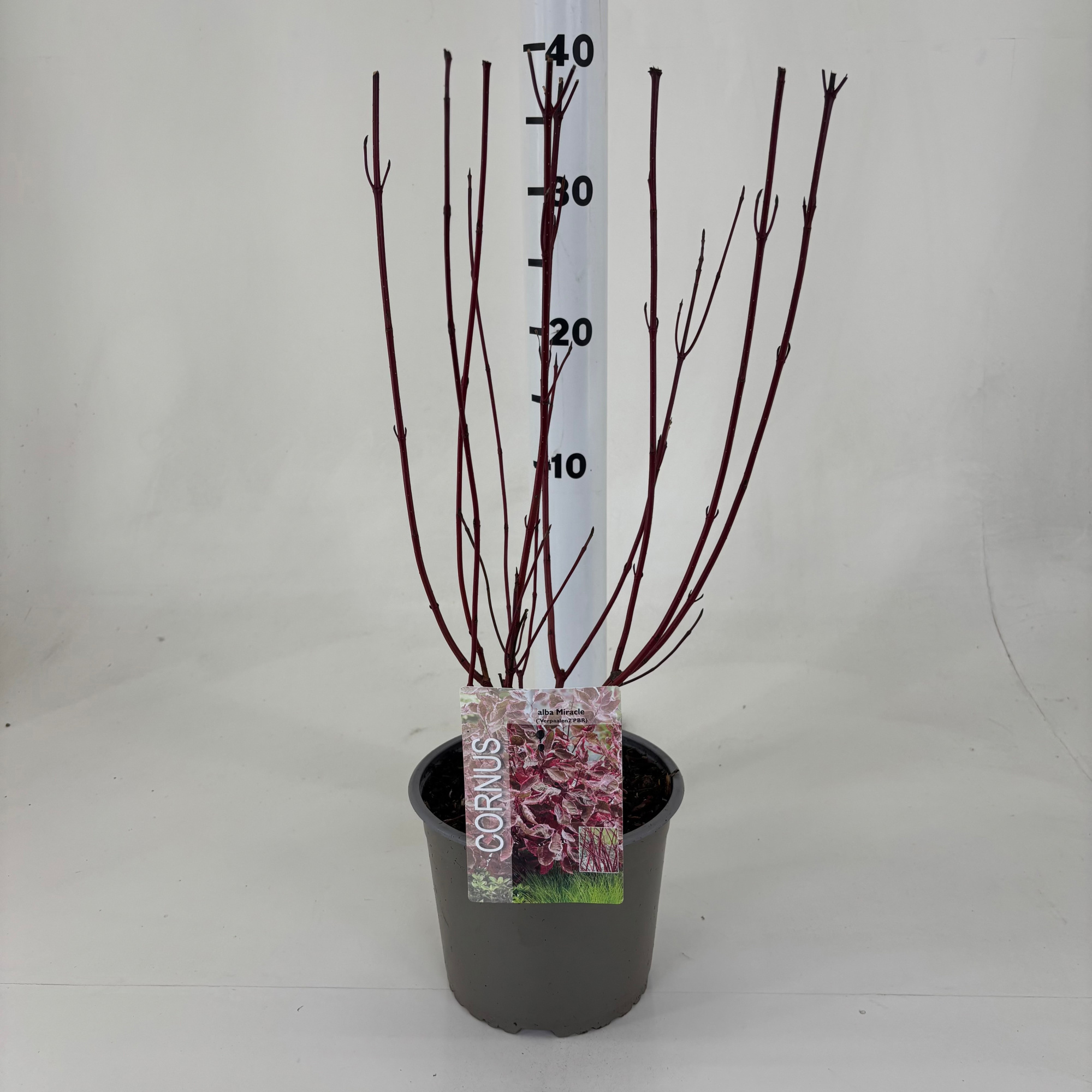 Cornus alba 'Miracle' ®, D 19
