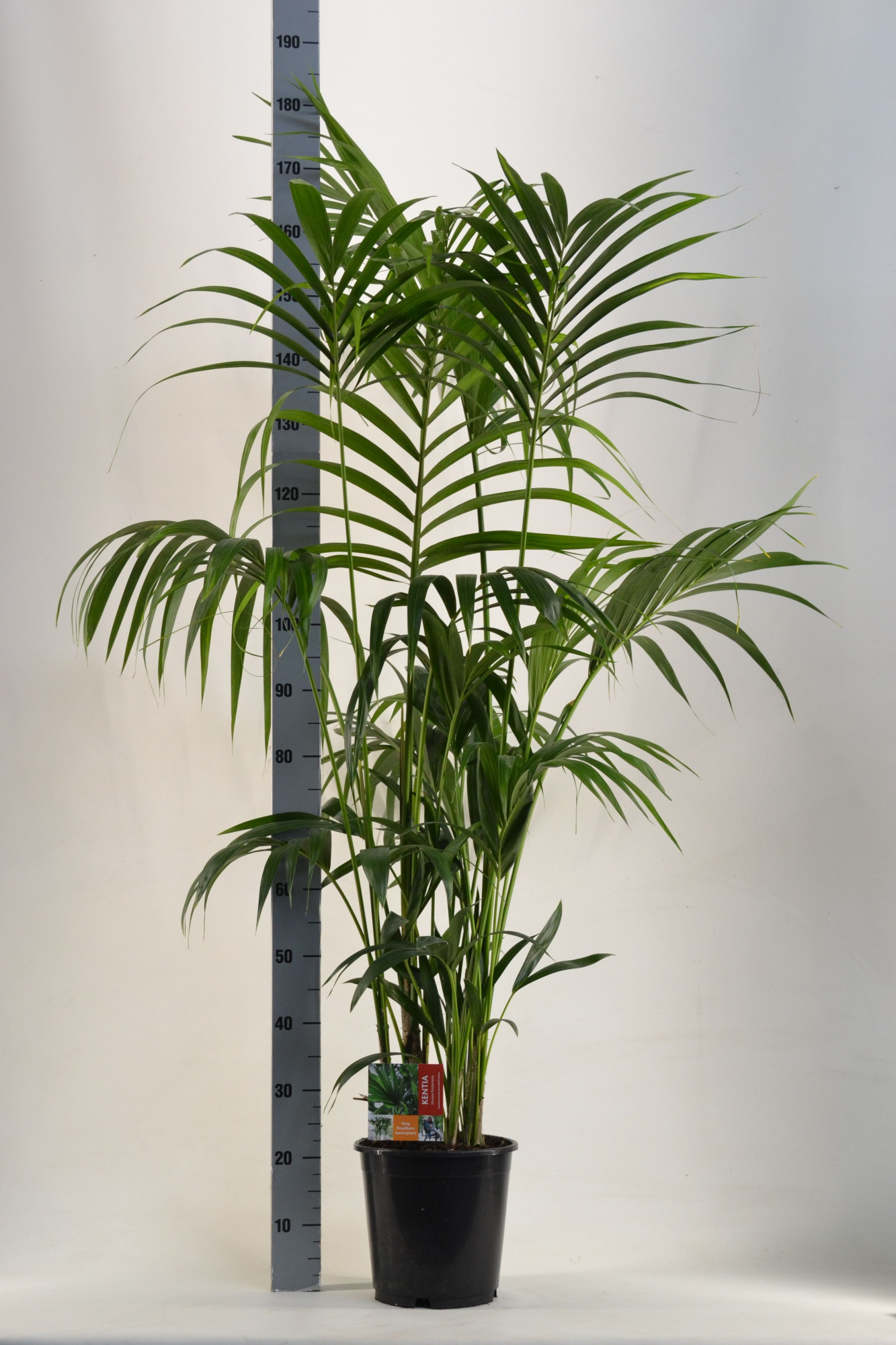 KENTIA - P24 H180 - 6PP (Howea forsteriana), D 24