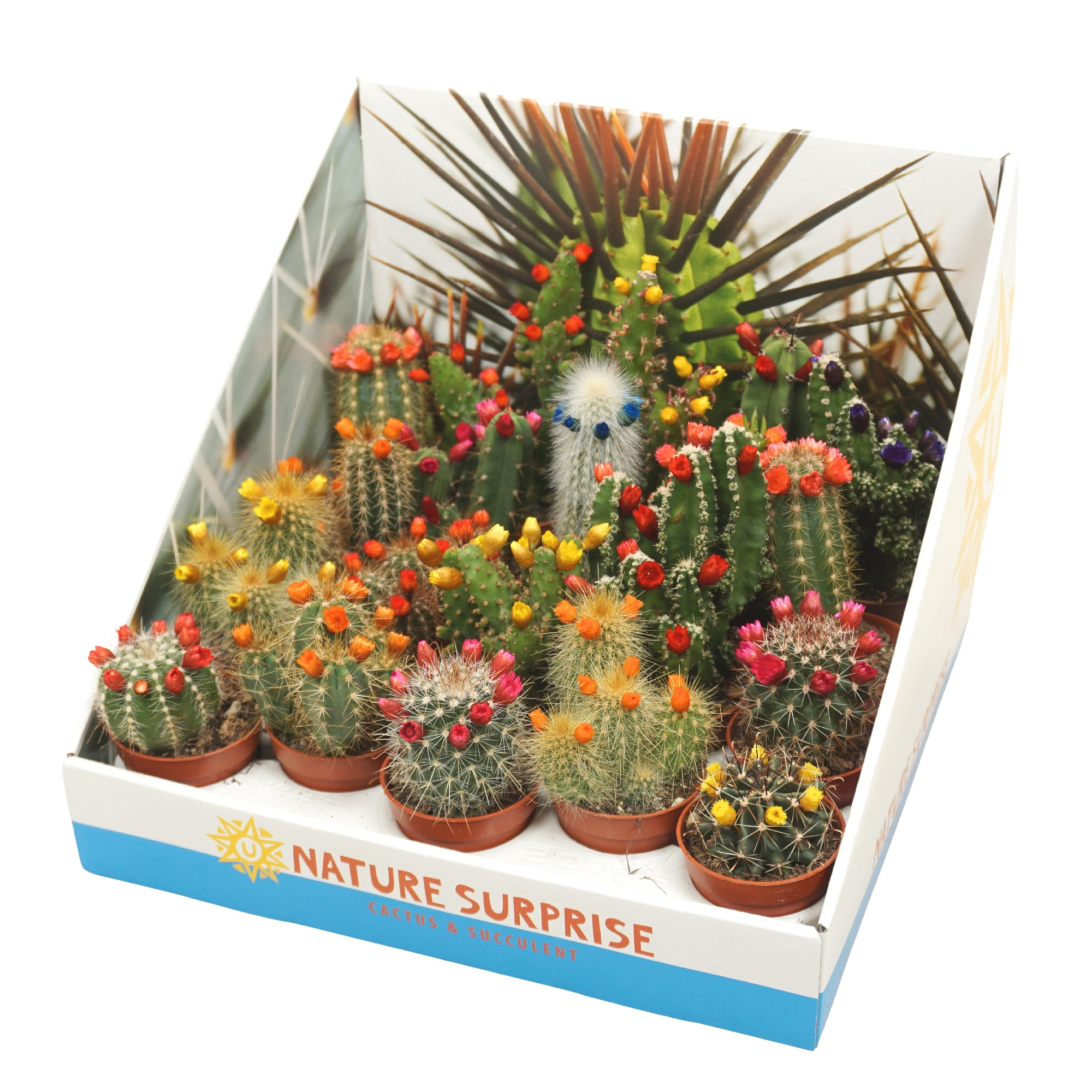 Cactus mix strobloem 5,5 cm in presentatiedoos, D 5,5