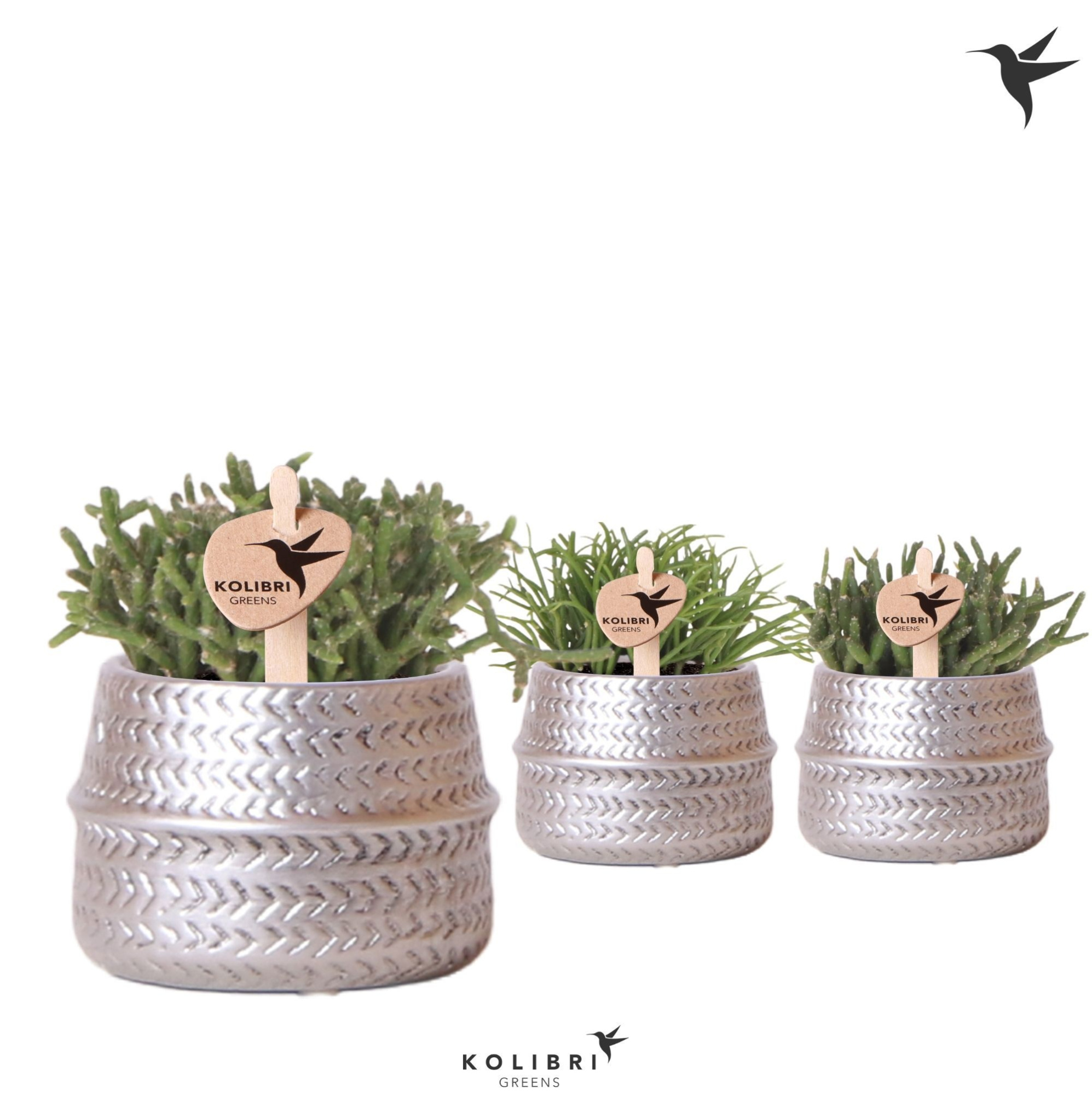 Kolibri Greens Rhipsalis mix in Groove pot silver, D 6