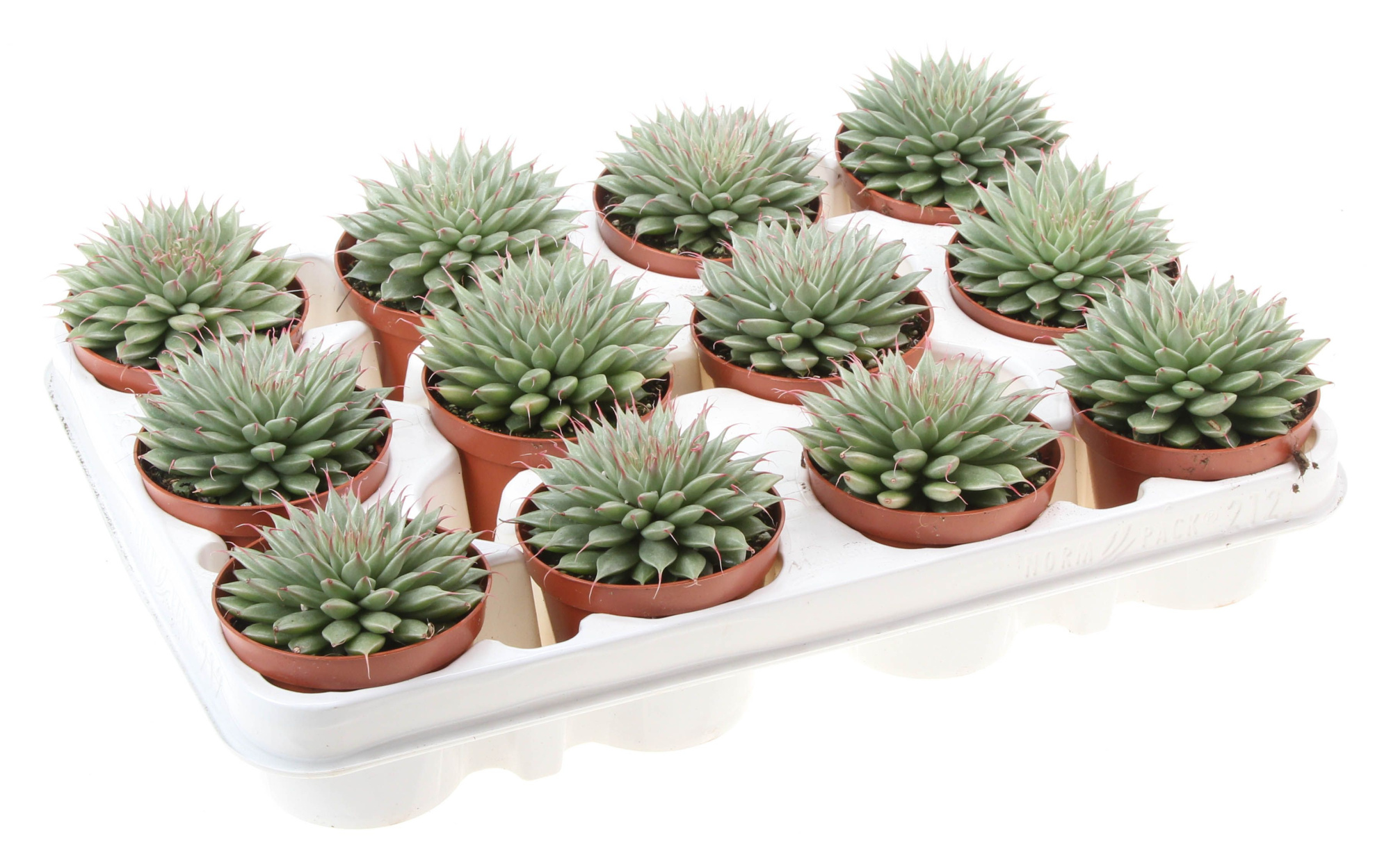 Graptopetalum Filiferum, D 8,5