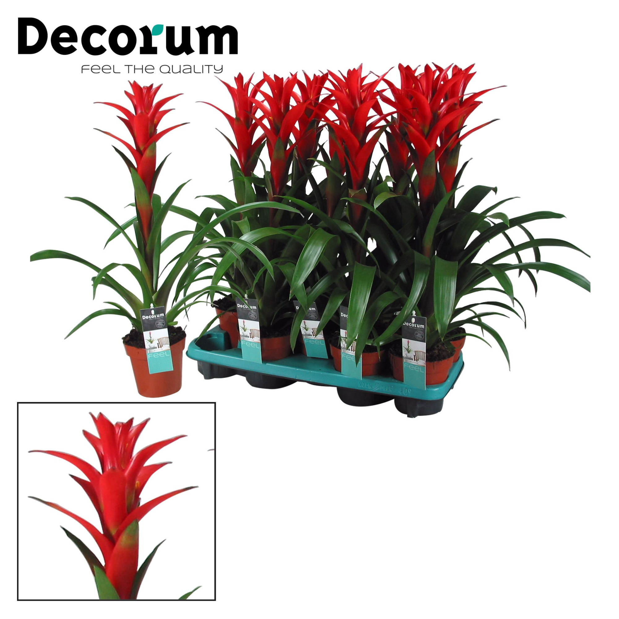 Guzmania Ostara (Decorum), D 13
