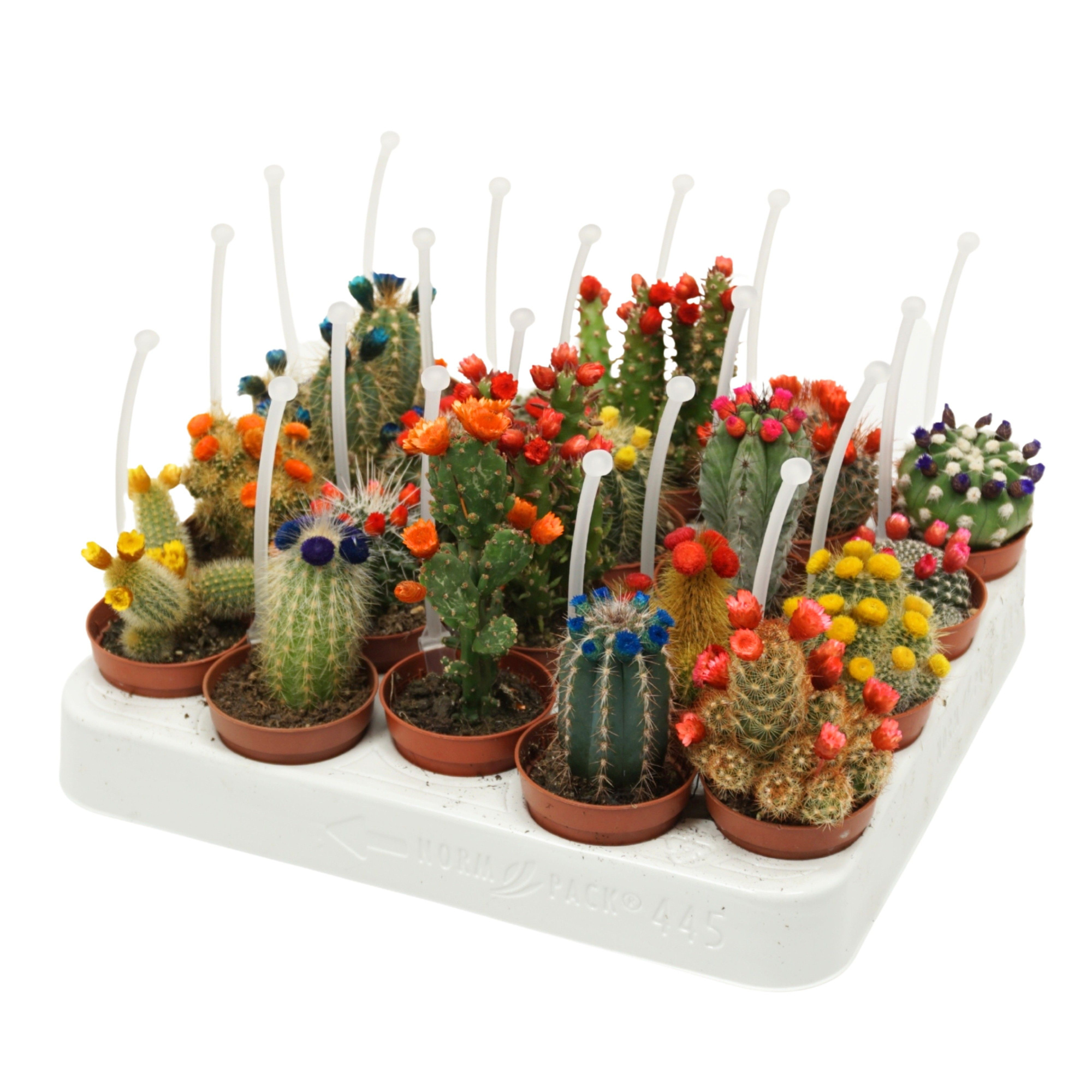 Cactus mix strobloem 5,5 cm met picker, D 5,5
