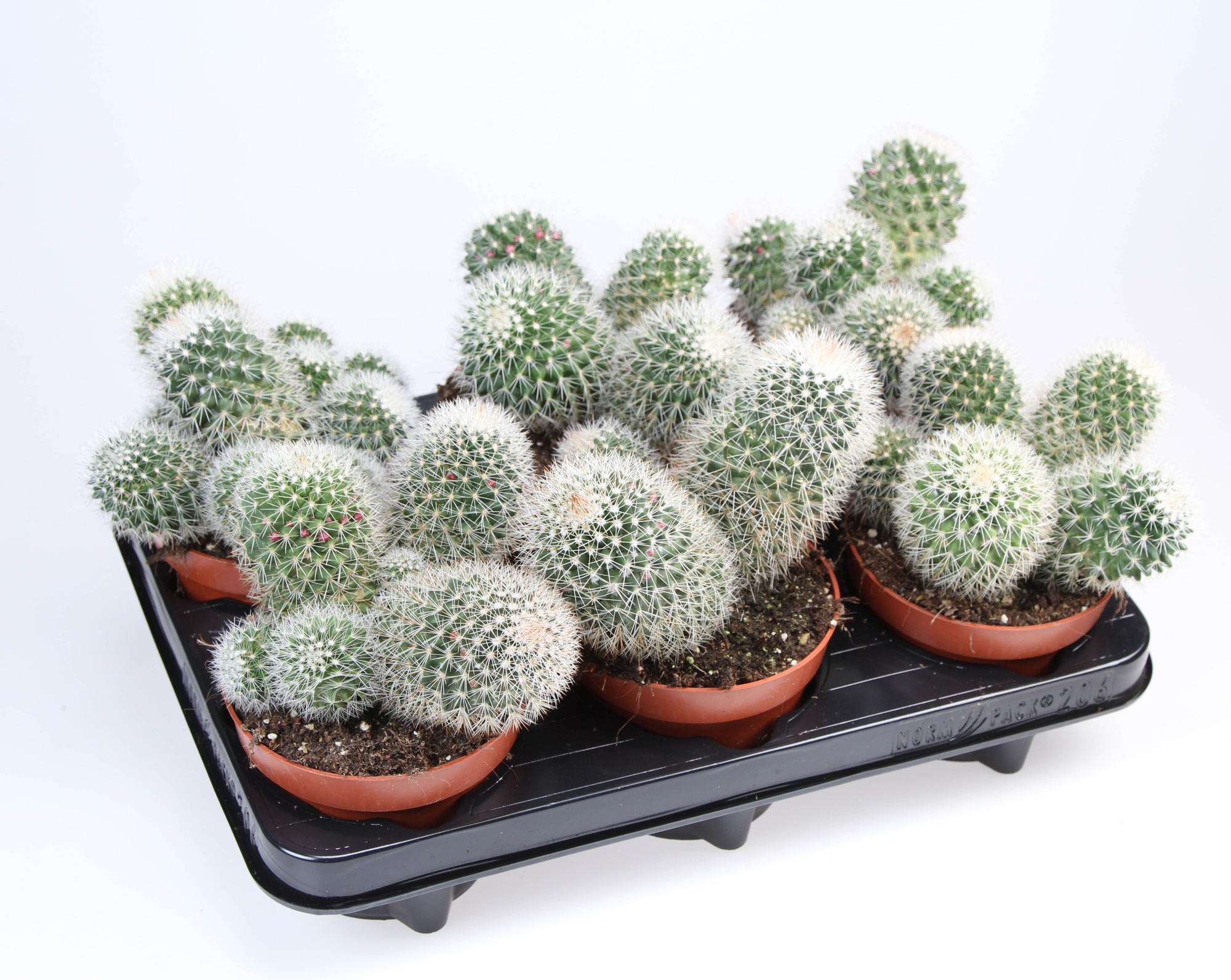 Mammilaria ernestii albata, D 12