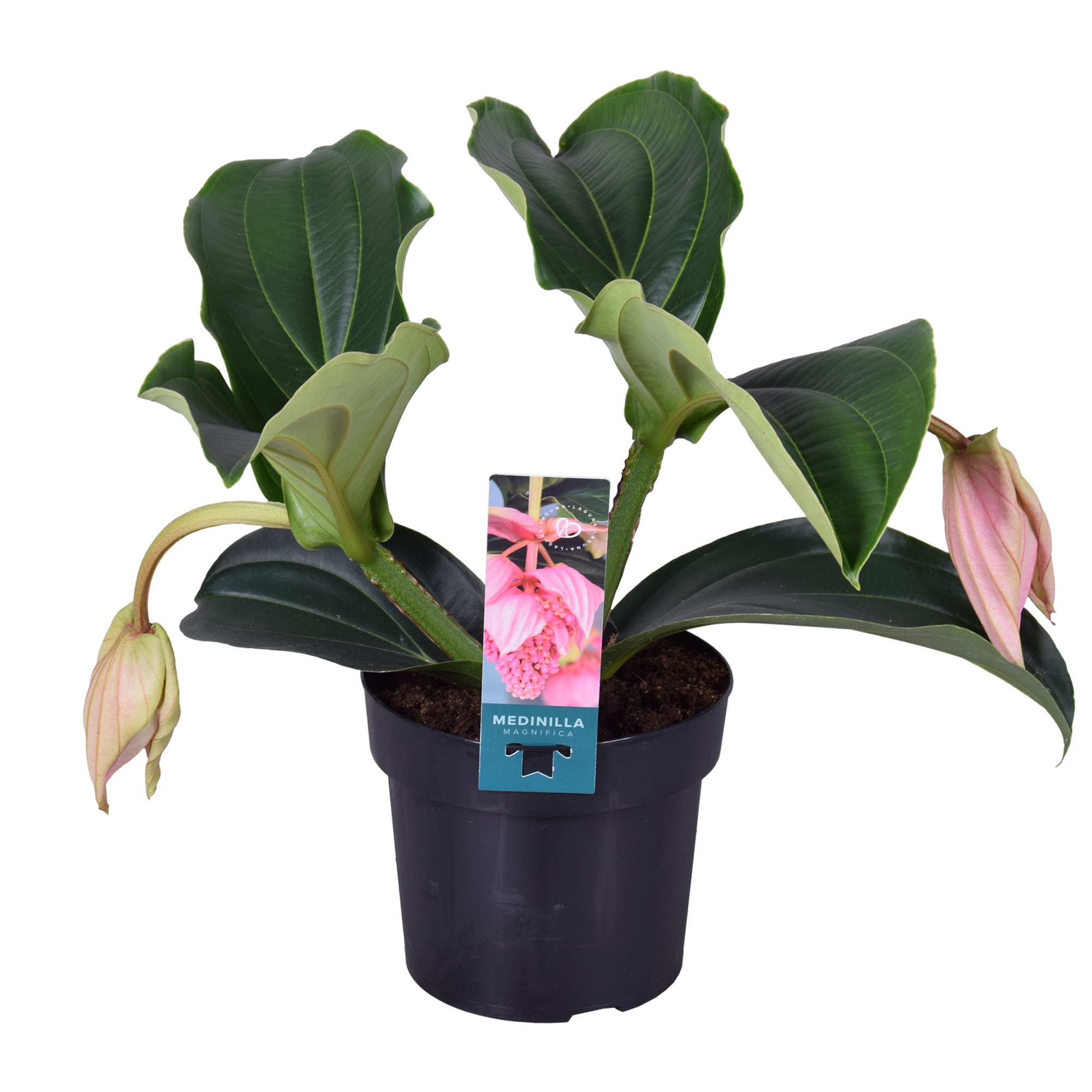 Medinilla Magnifica Pinatubo 2 knop, D 17