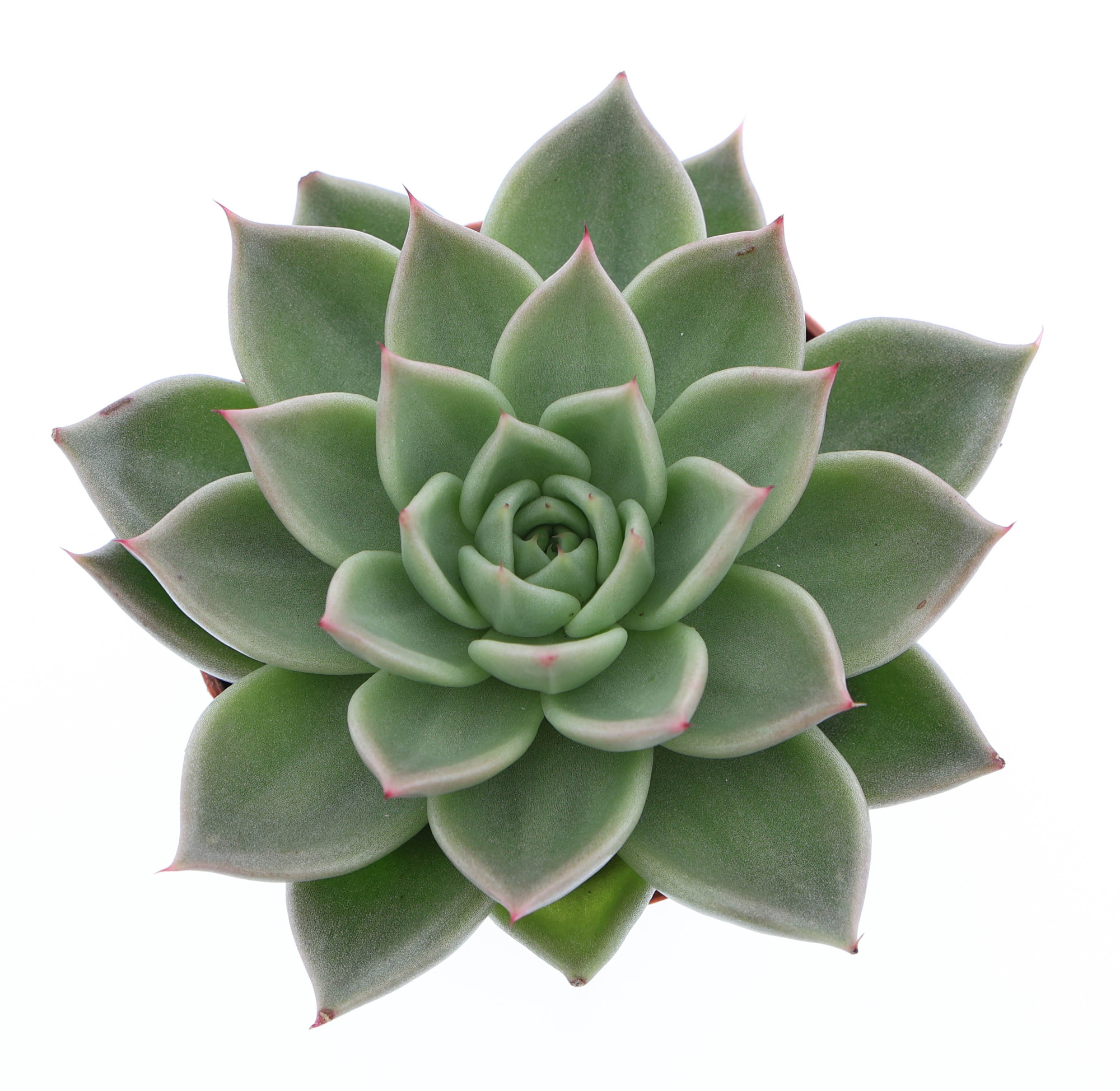 Echeveria hybrid Arneb, D 8,5