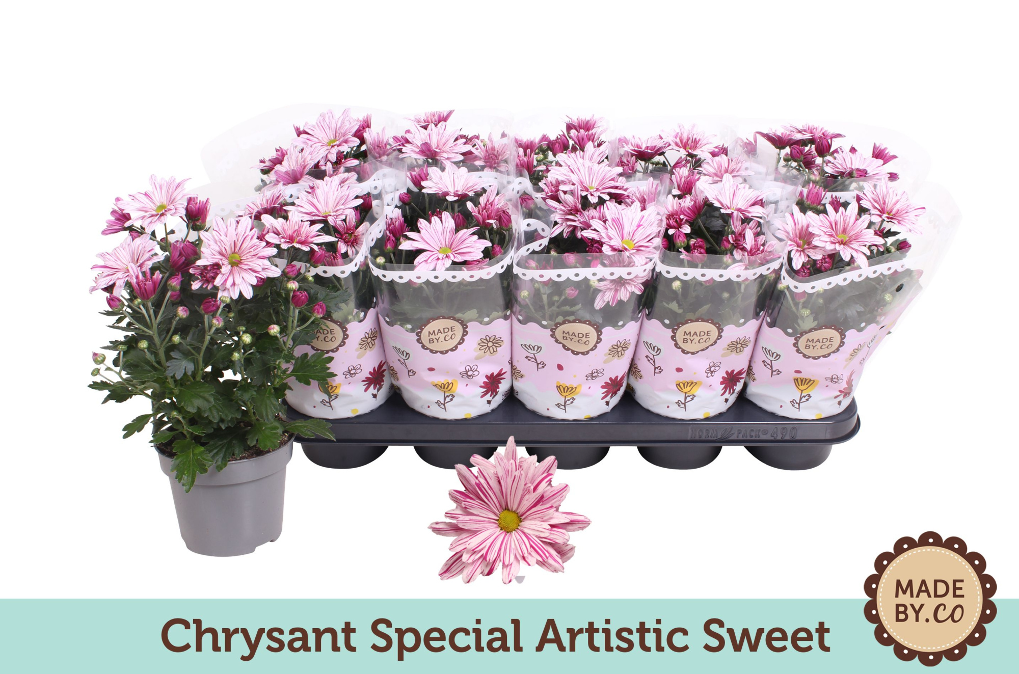 Chrysant Special Artistic Sweet, D 12