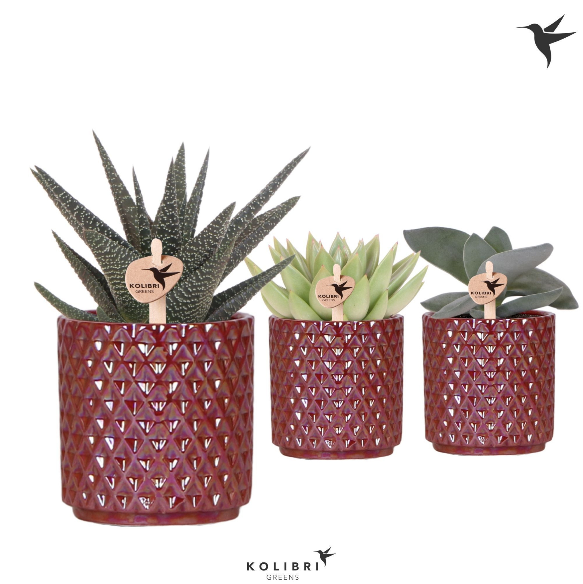 Kolibri Greens Succulenten mix in Diamond Pearl pot red, D 9