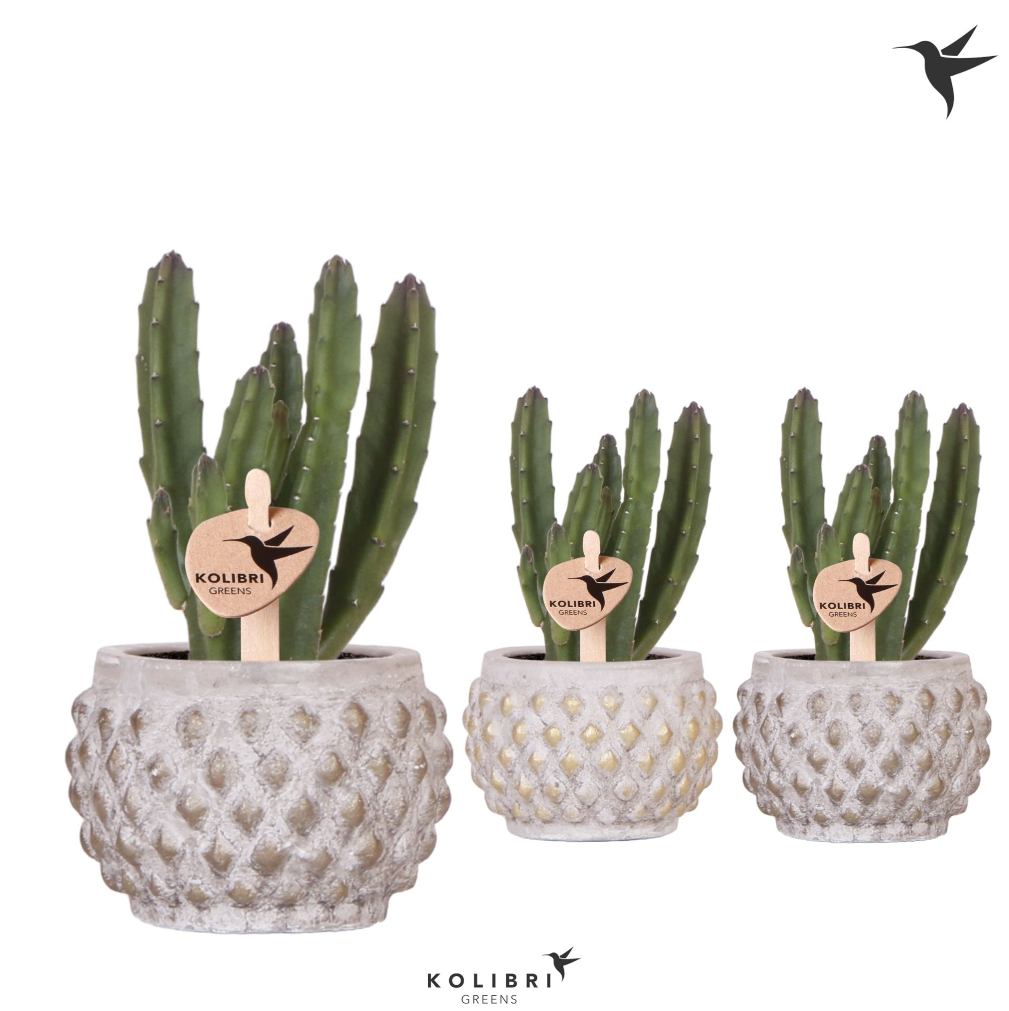 Kolibri Greens Stapelia Leendertziae in Marrakesh pot gold copper mix, D 6