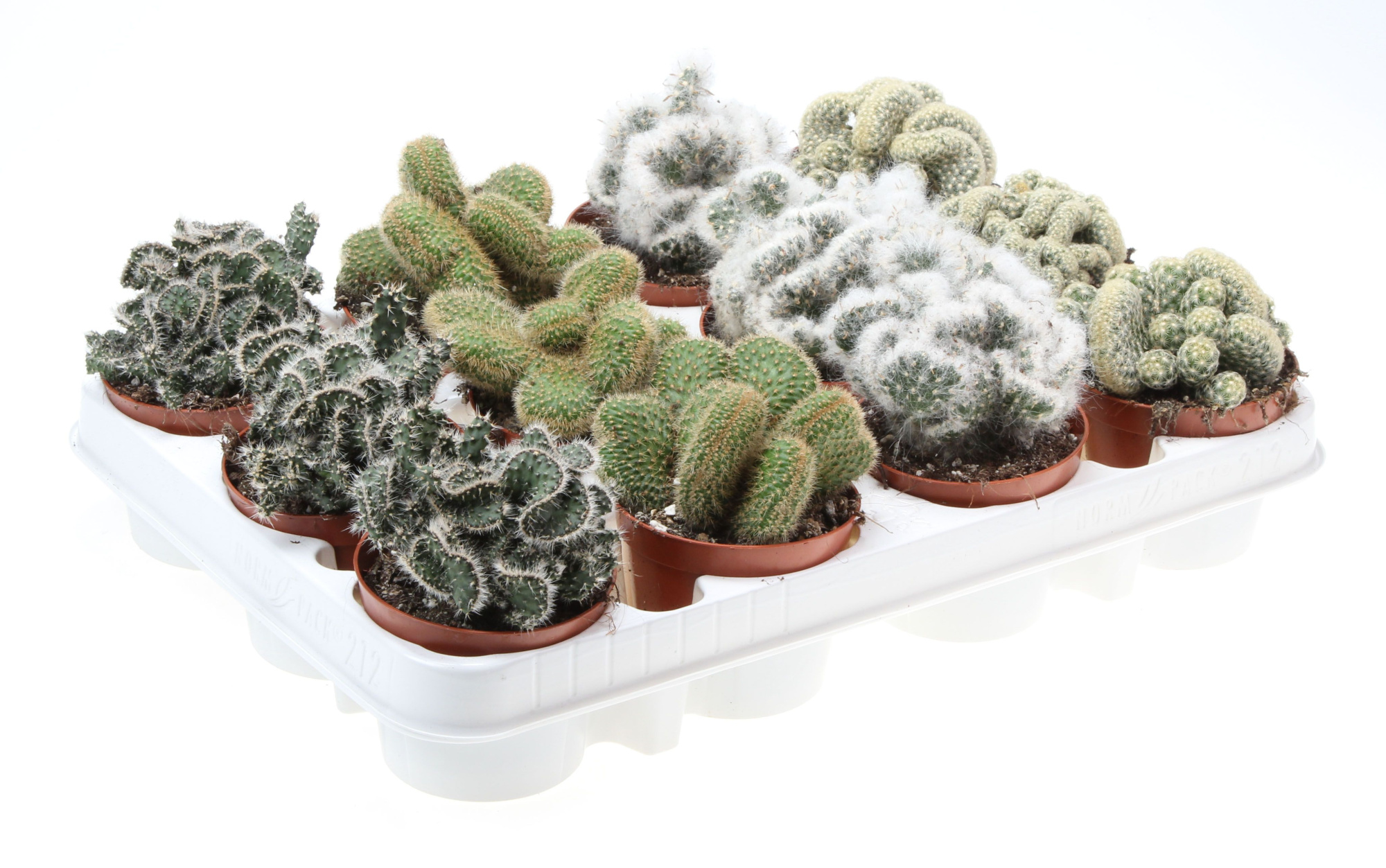 Cactus cristaat mix, D 8,5