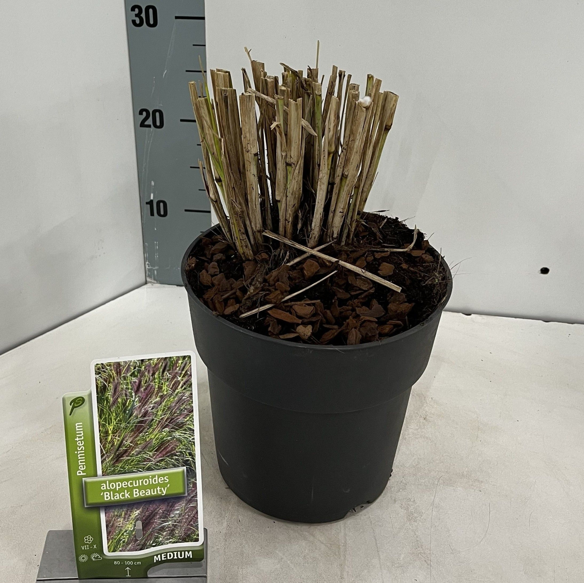 Pennisetum alopecuroides 'Black Beauty', D 19