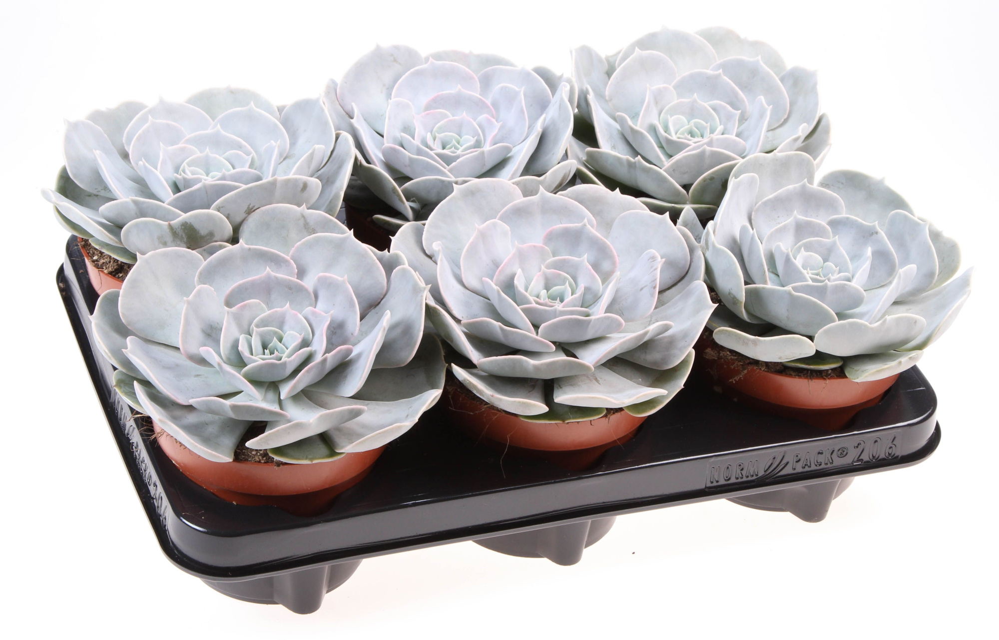 Echeveria Pollux, D 12