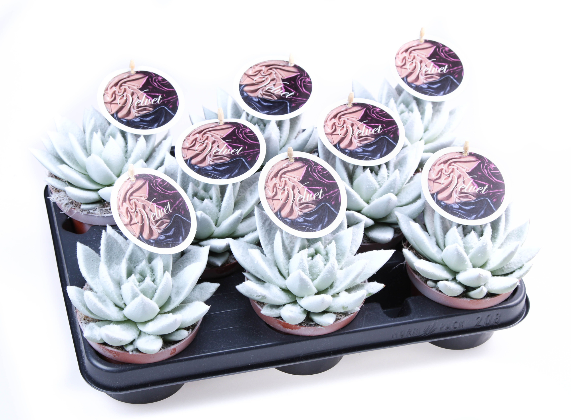 Velvet wit + etiket, D 10,5