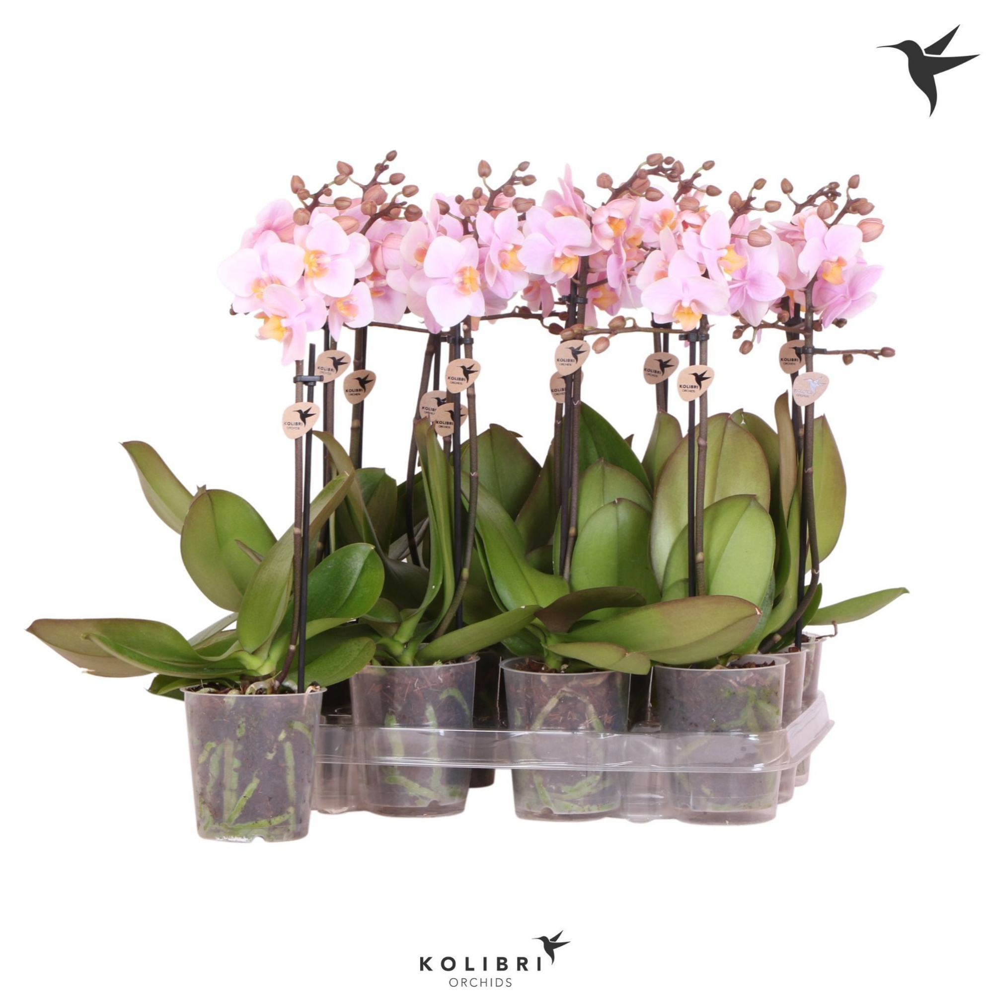 Kolibri Orchids Phalaenopsis Pink 1 spike, D 9
