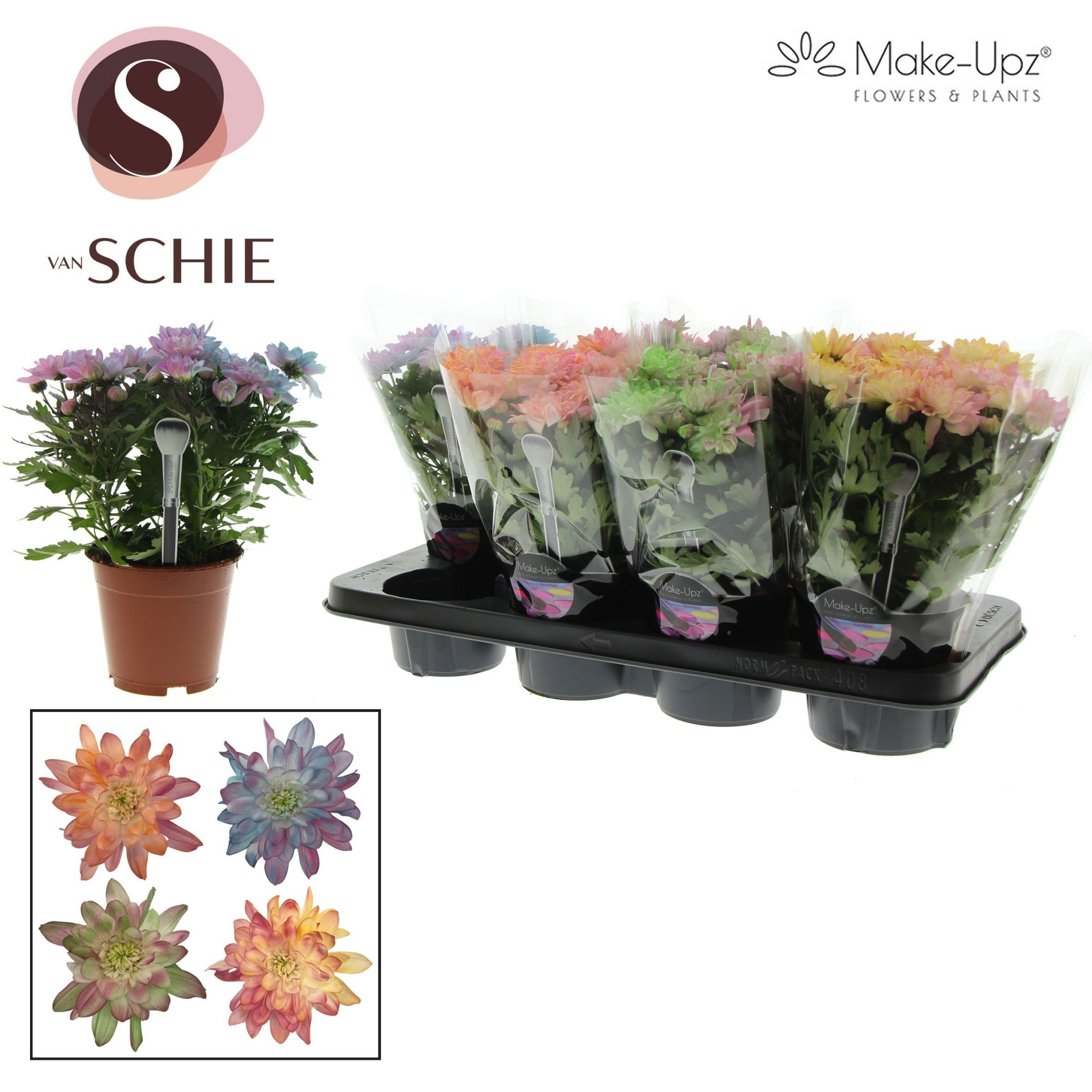 Ch Grandezza Make-Upz® PARTY Mix, D 13