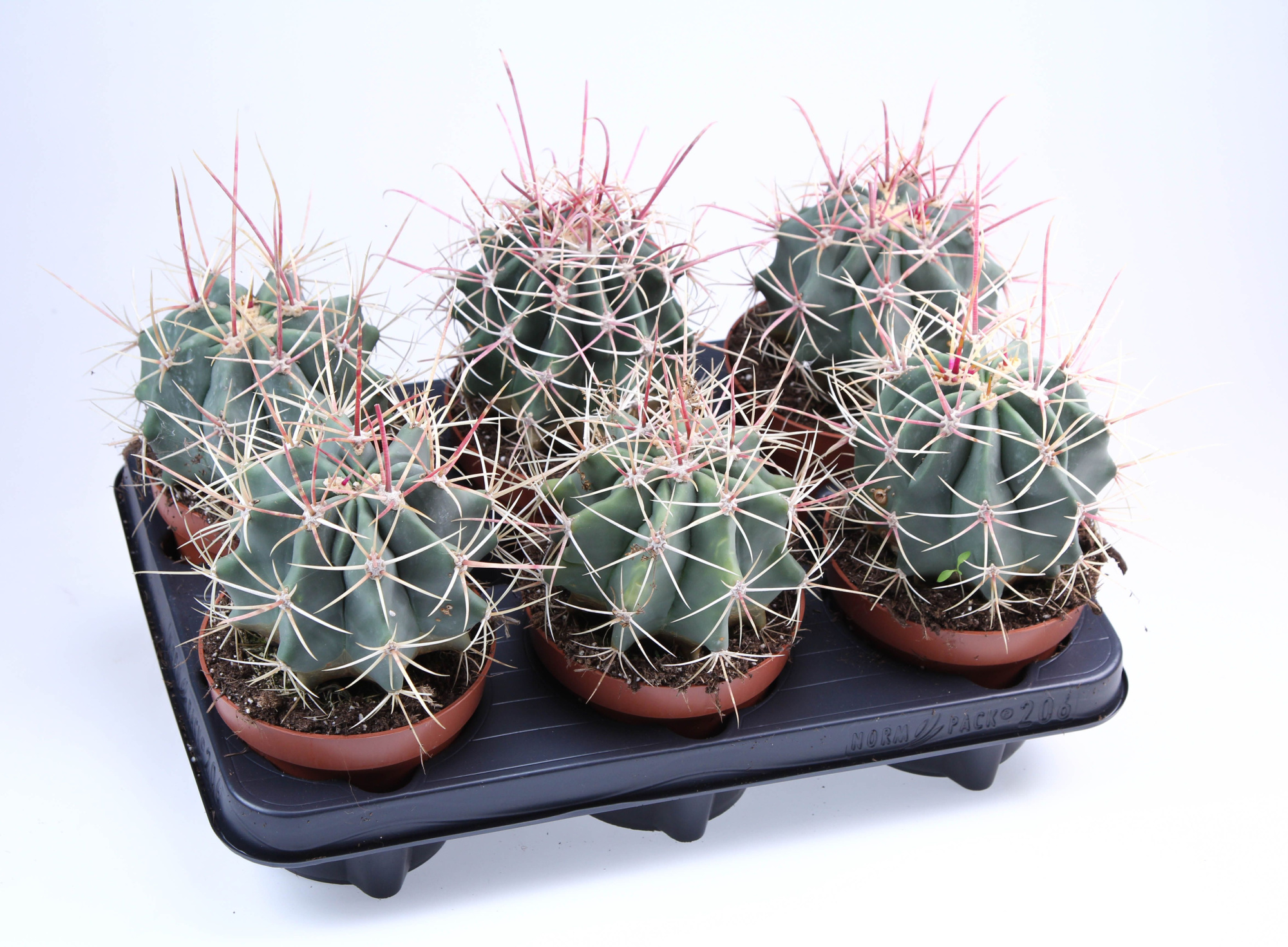 Ferocactus Rectispinus, D 12