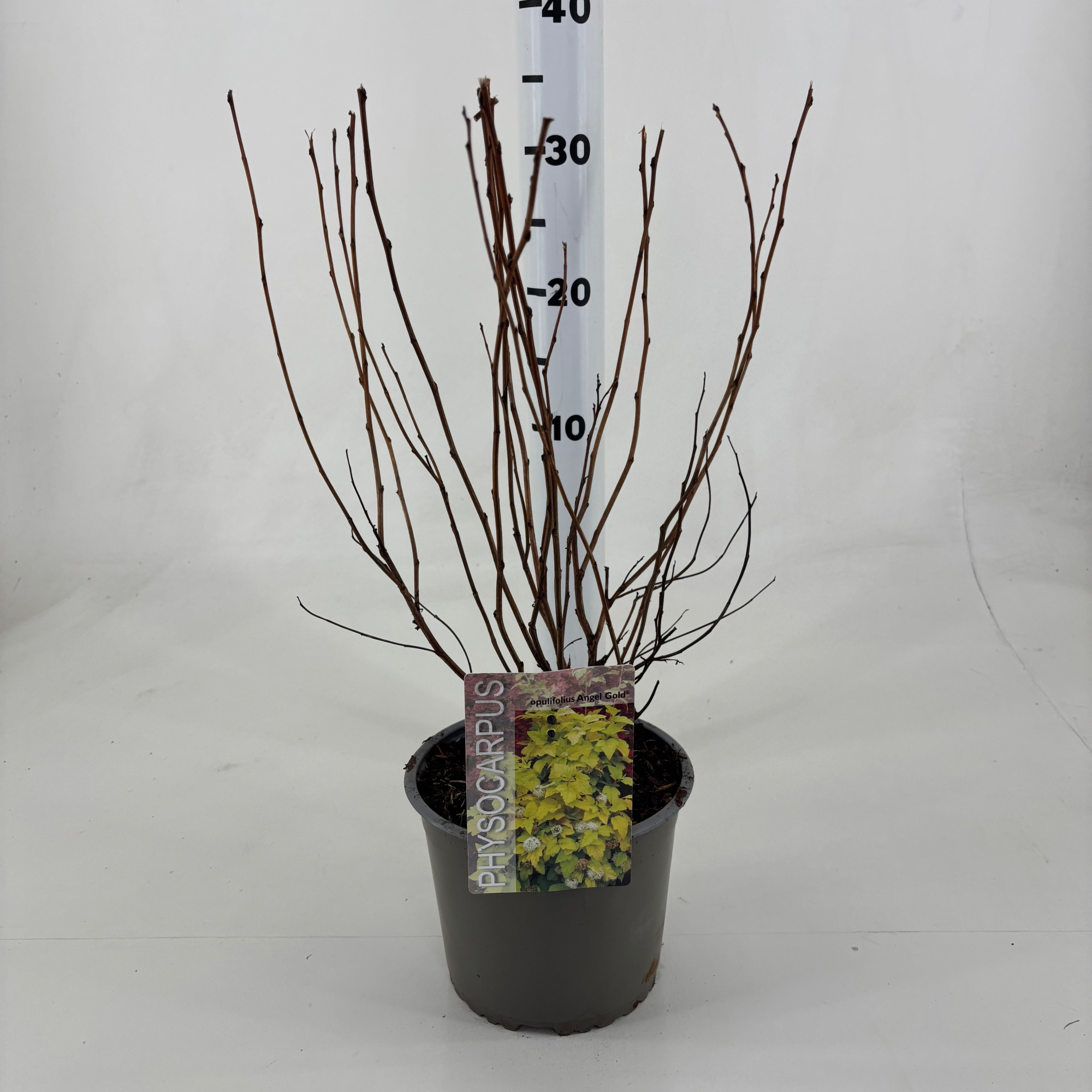 Physocarpus opulifolius 'Minange' Angel Gold ®, D 19