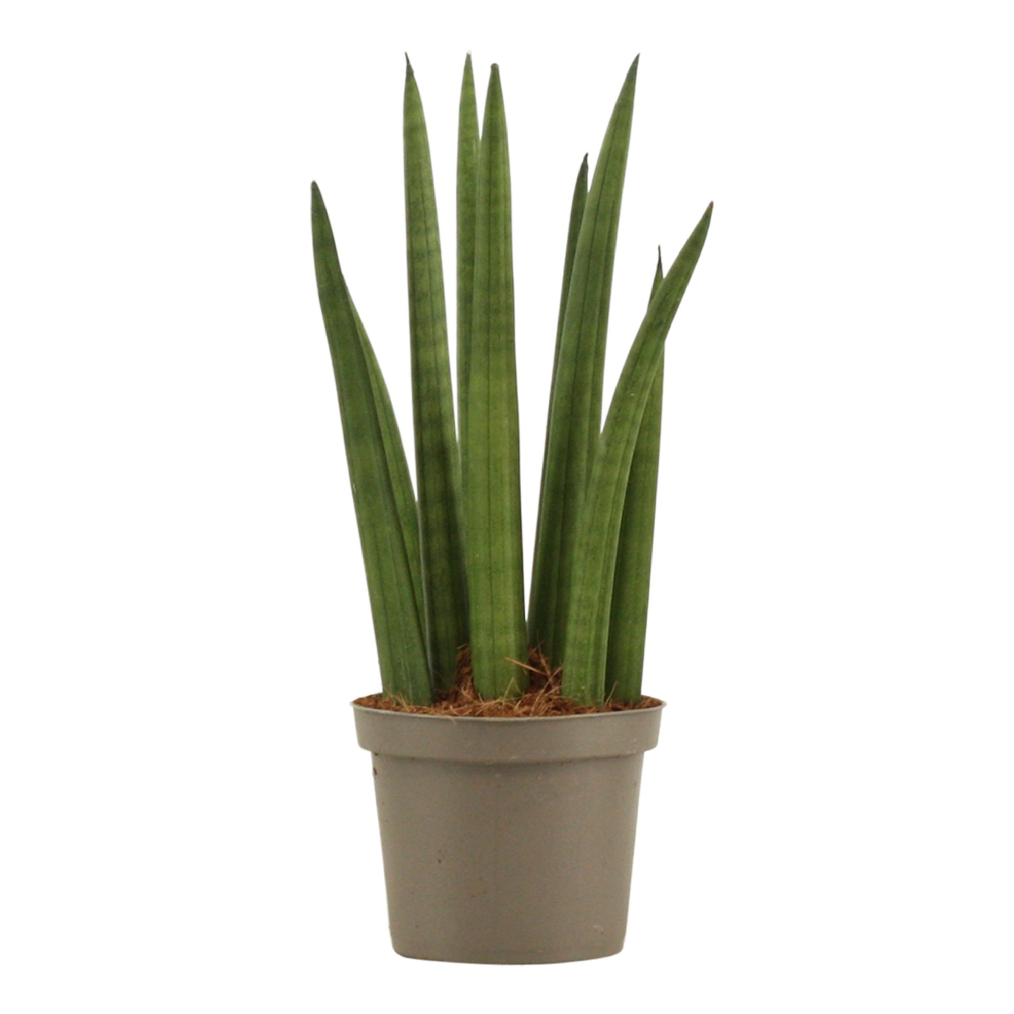 Sansevieria Cylindrica 9 cm Rocket, D 9