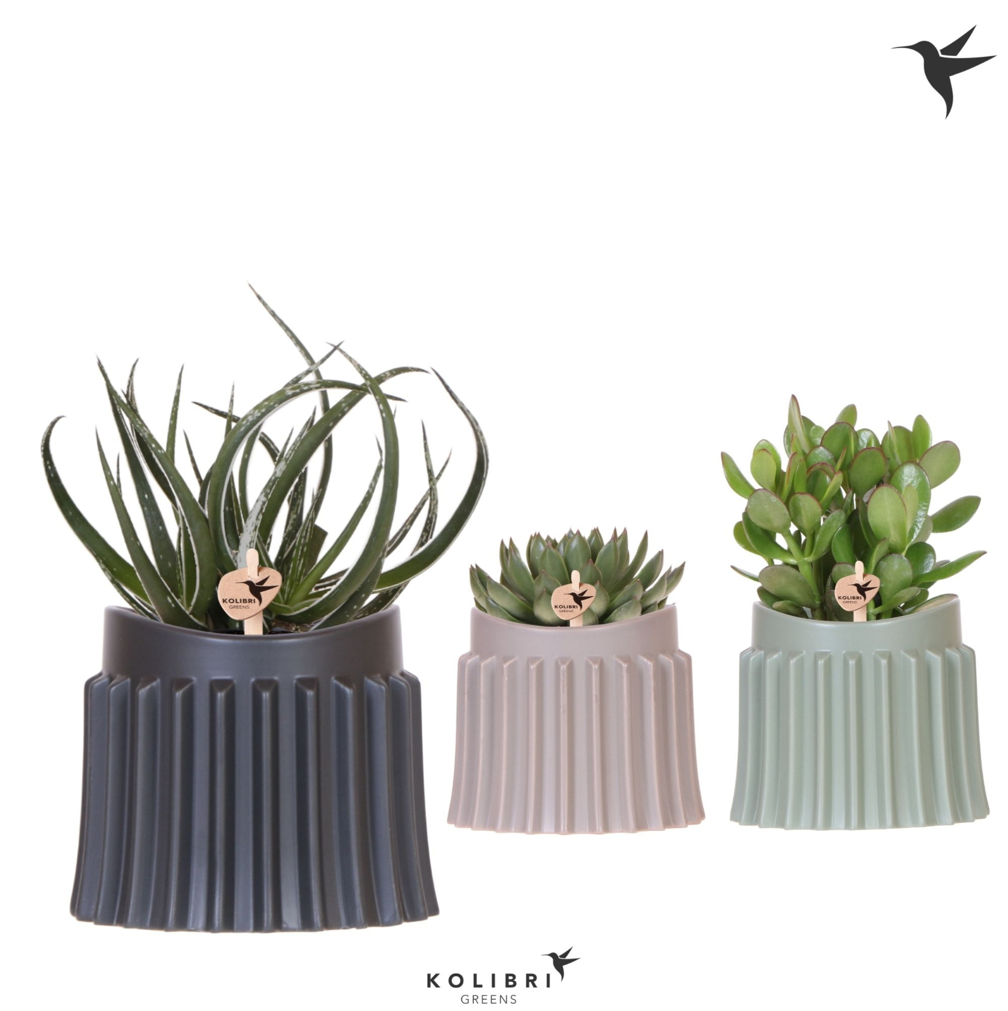 Kolibri Greens Succulenten mix in Raw pot mix, D 12