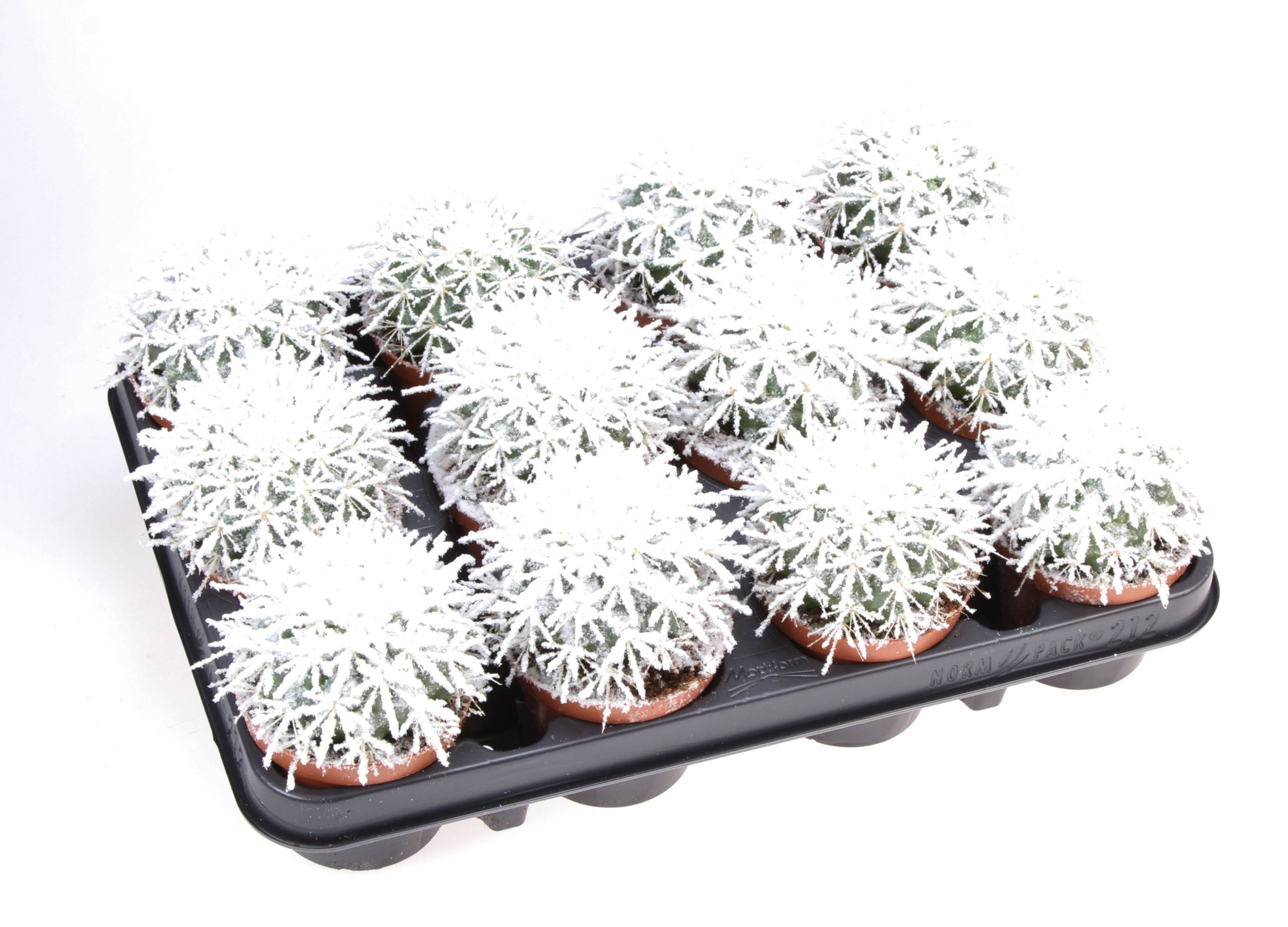 Grusonii + bio snow, D 8,5