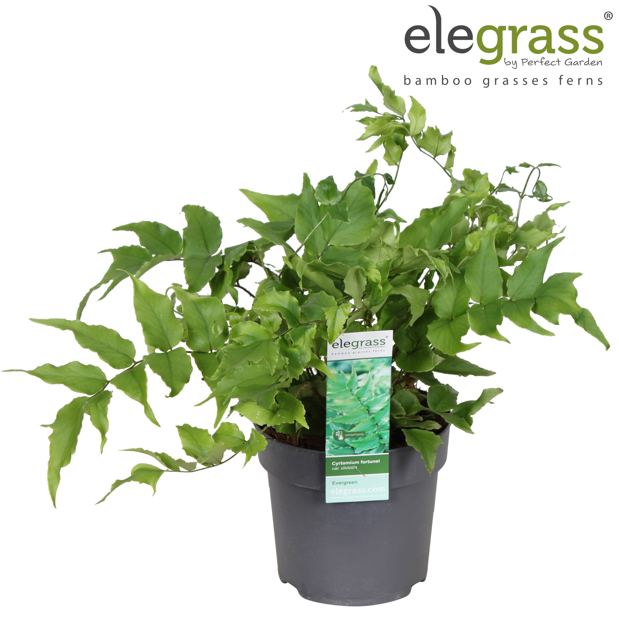 Cyrtomium fortunei var. 'Clivicola' P14, D 14