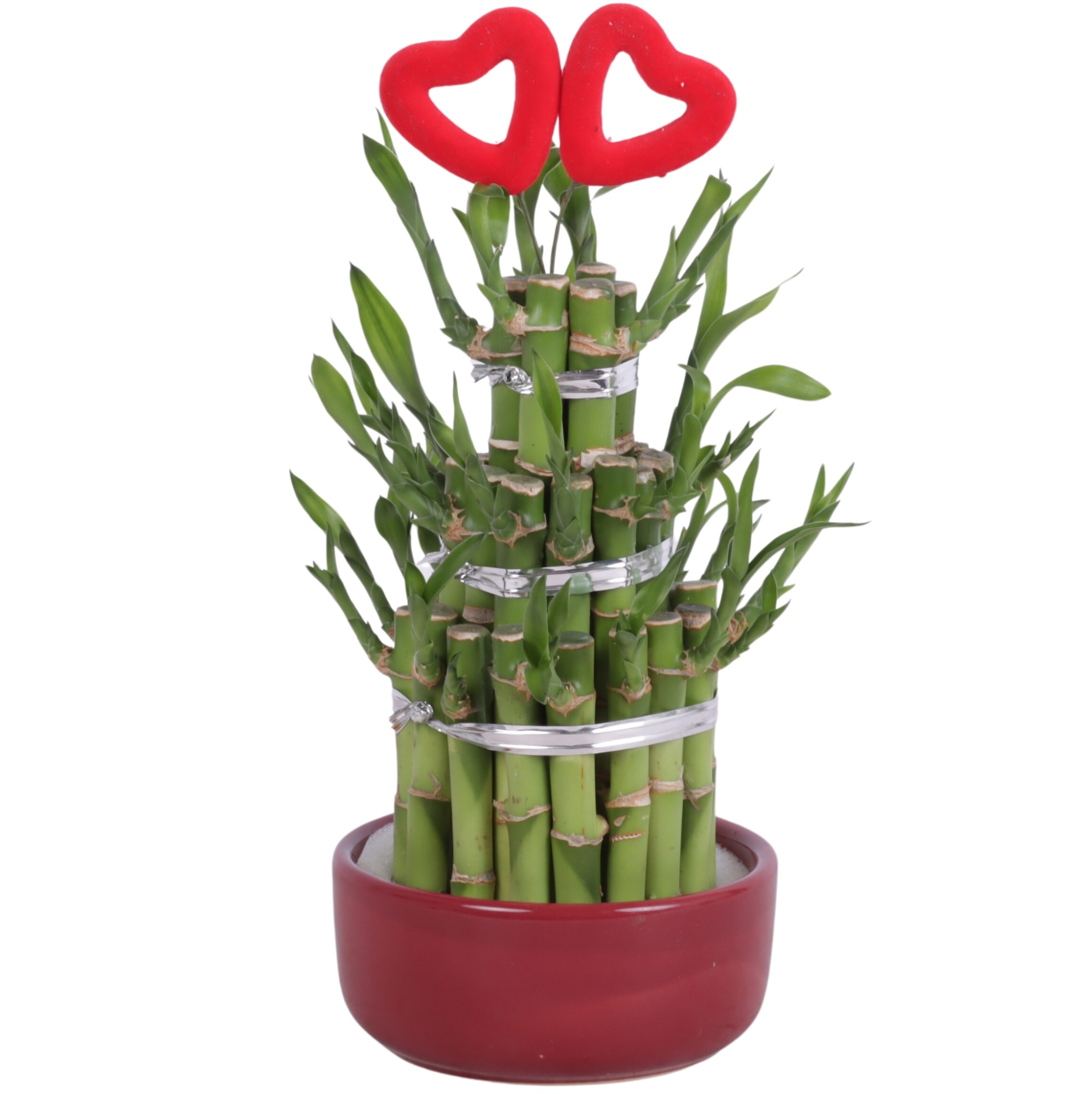 Lucky Bamboo Round 3Big in Ceramic pot Red Ø12cm, D 12