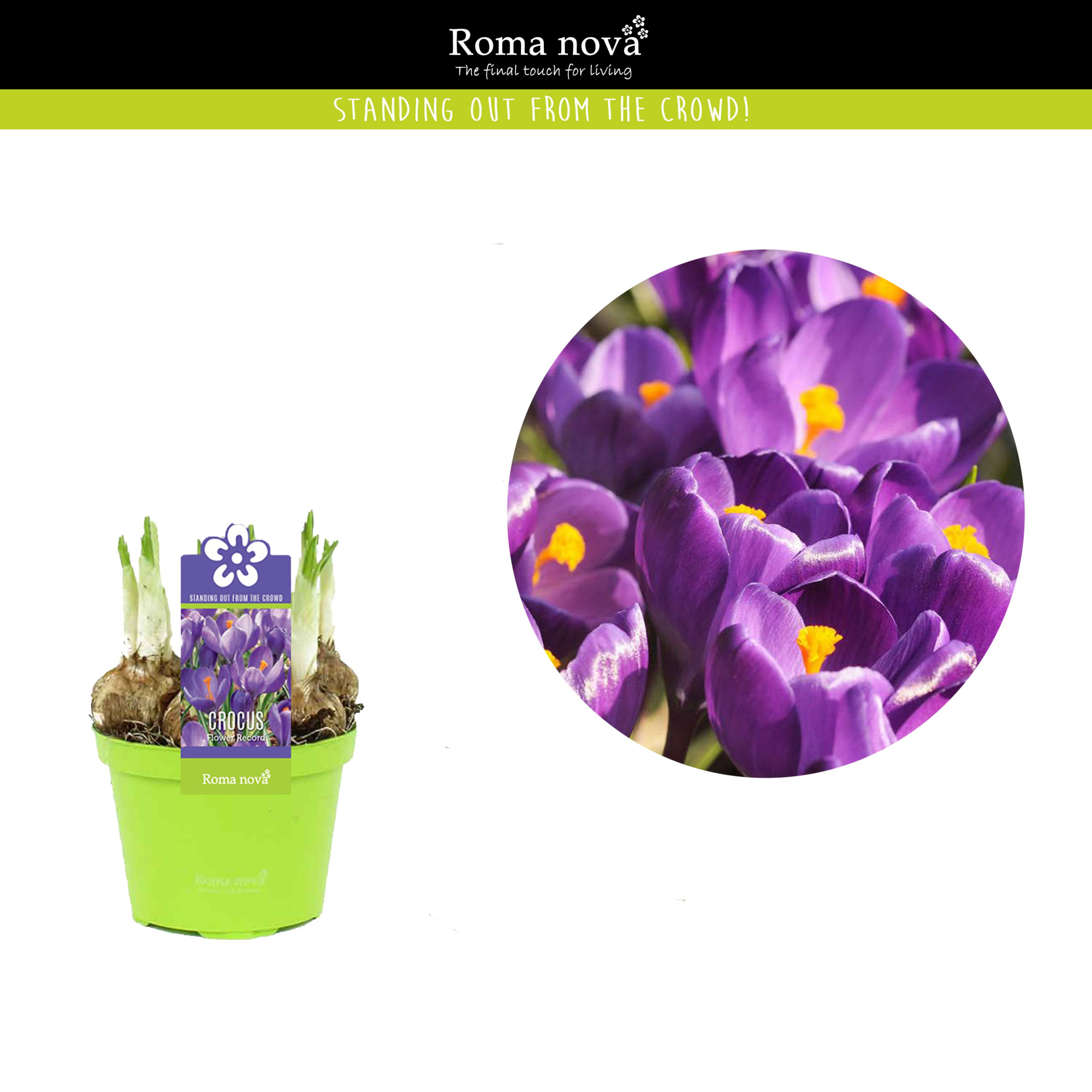 Crocus Flower Record 9cm, D 9