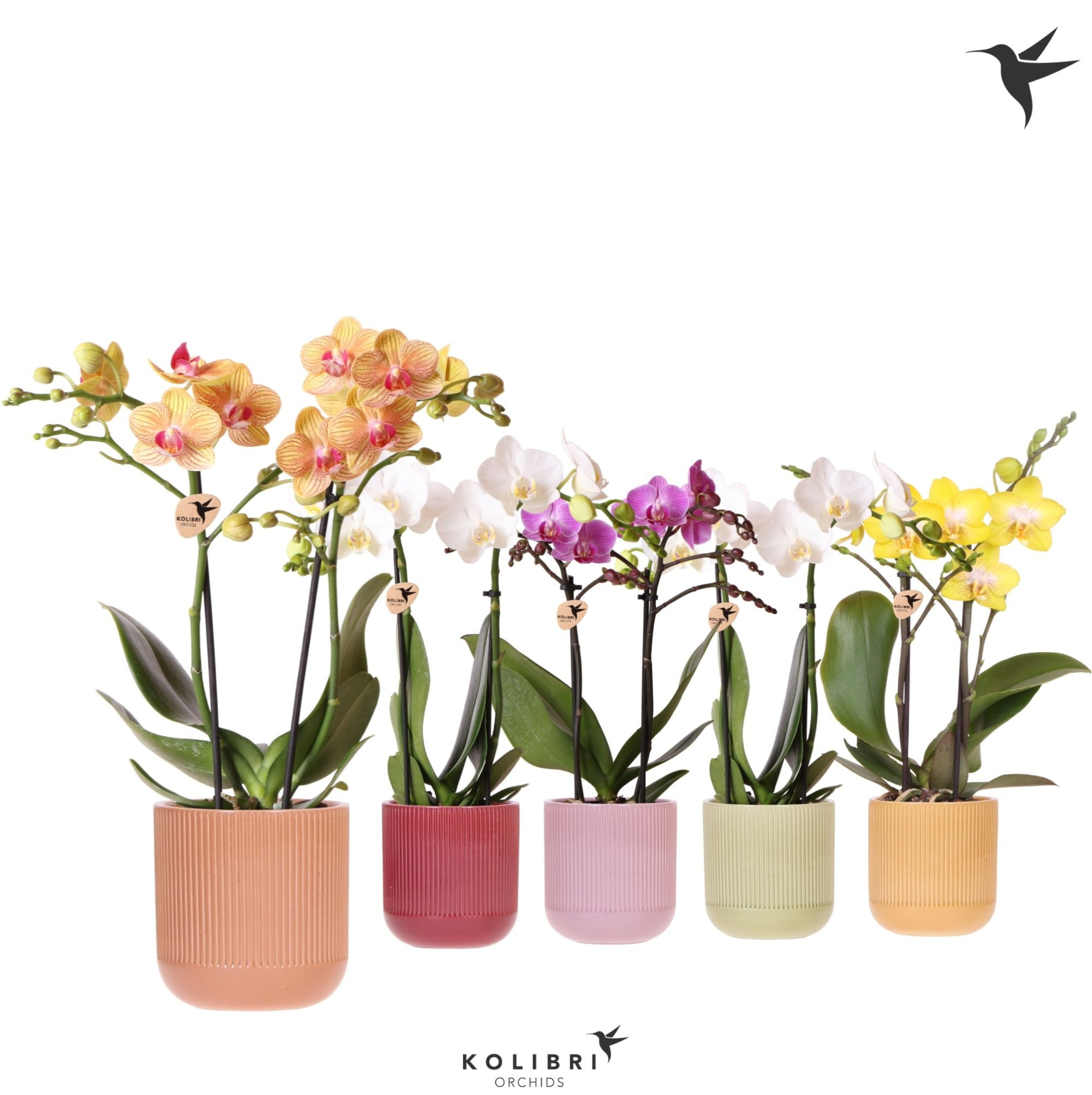 Kolibri Orchids Phalaenopsis mix 2 spike in Flare pot mix, D 9