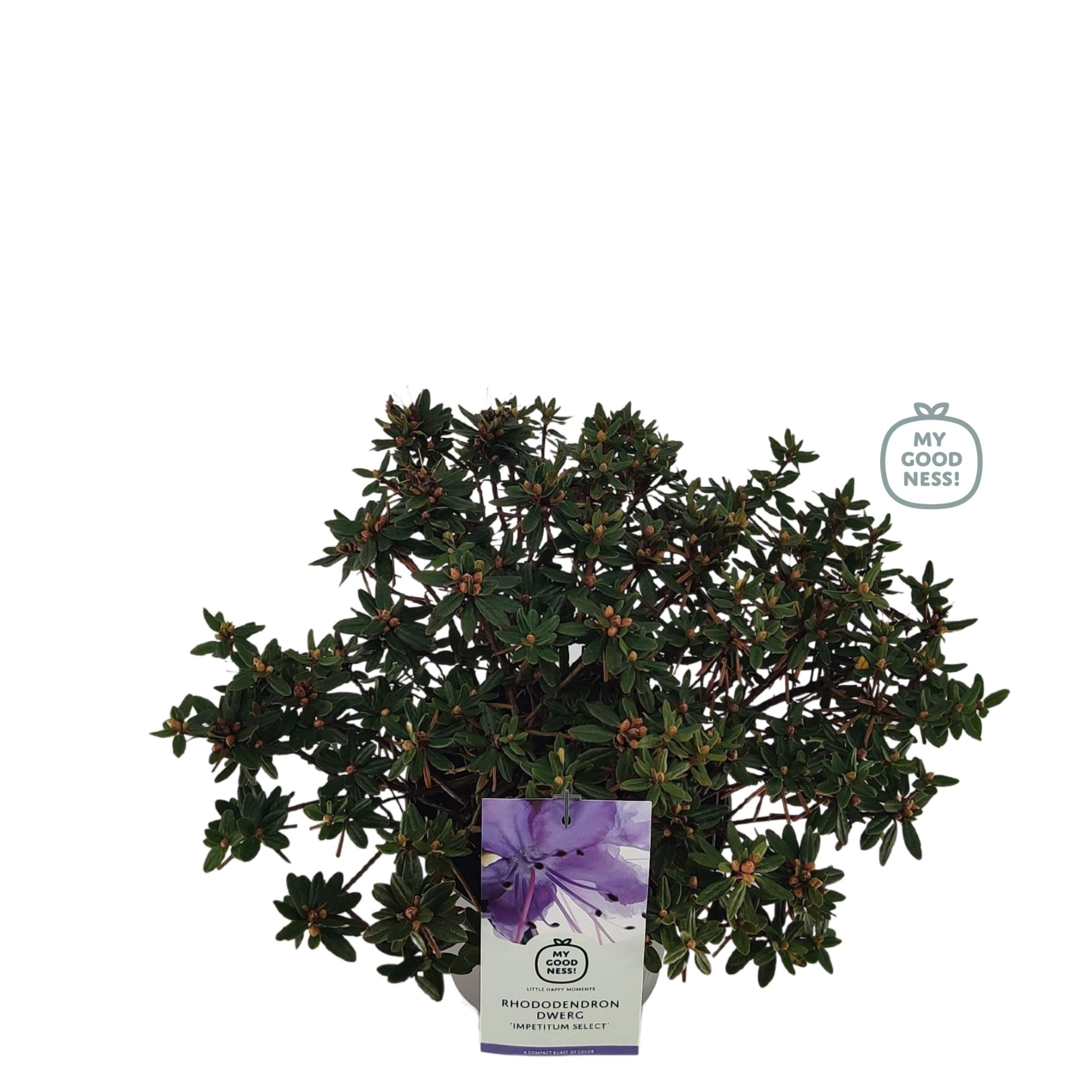Rhododendron 30-40 /4 liter 'Impeditum Select' dwerg, D 21