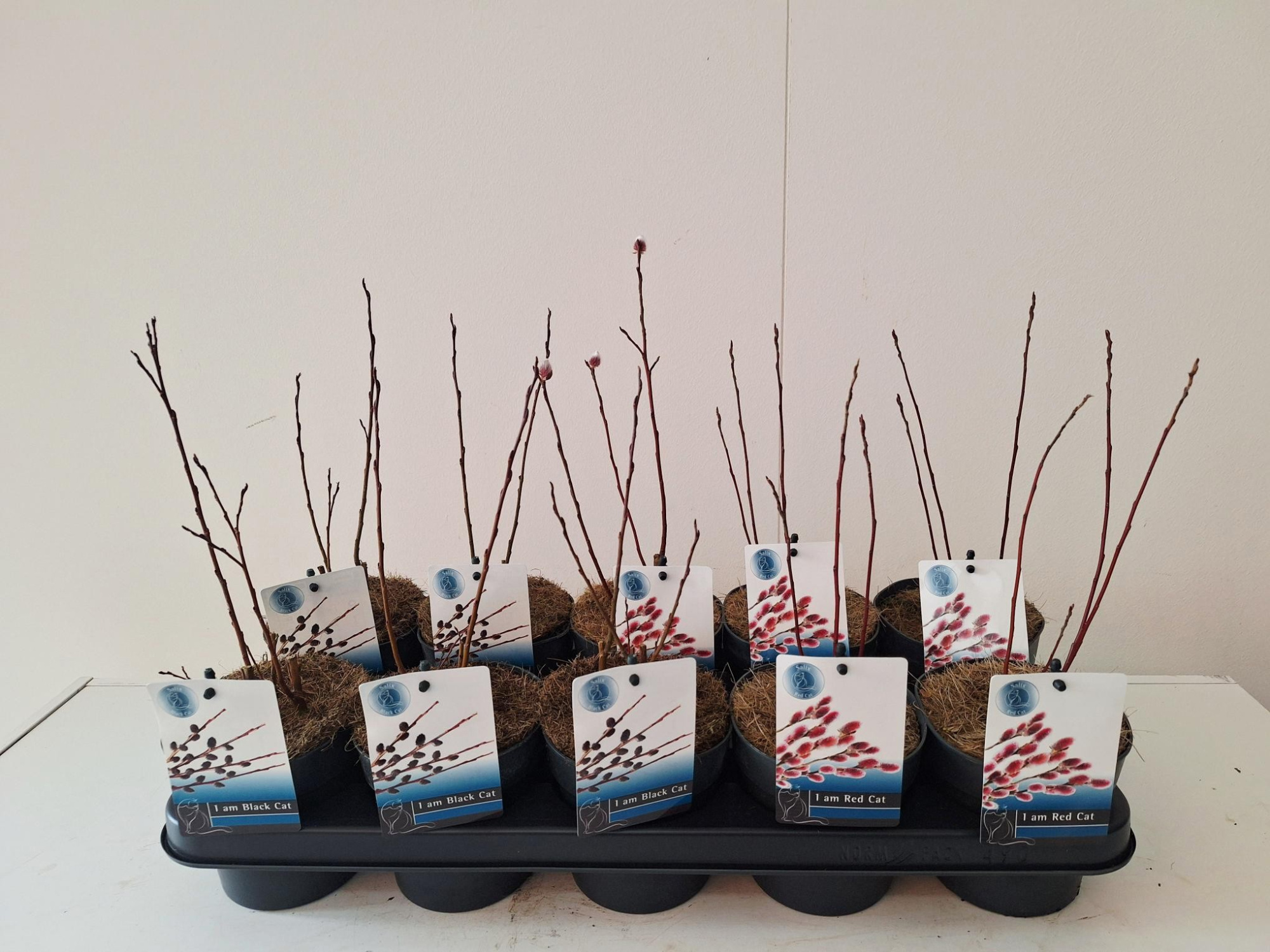 Salix mix bush Red/Black Cat p12, D 12
