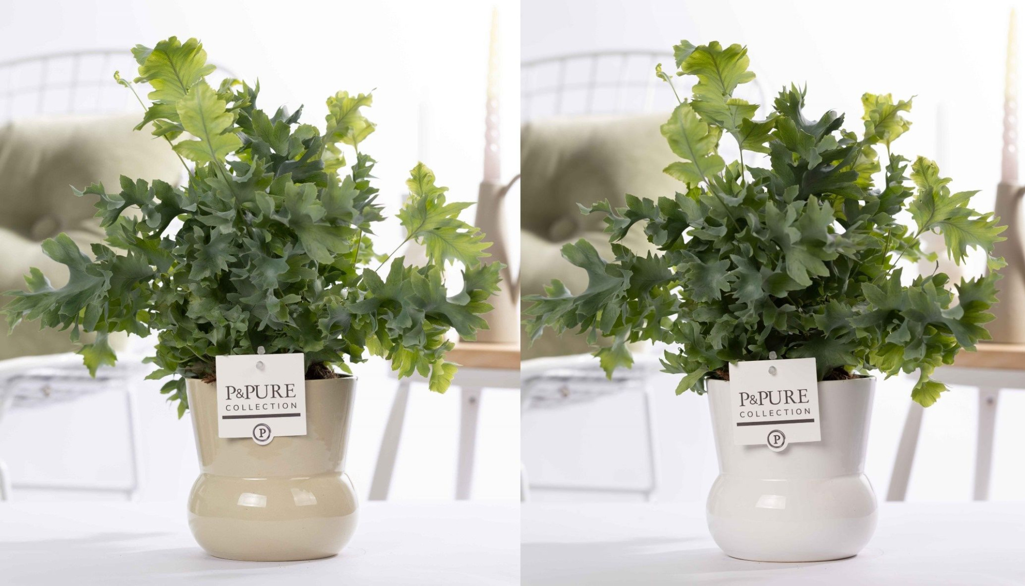 Phlebodium Davana in P&PURE Plant Vase Maxima ass.2, D 12