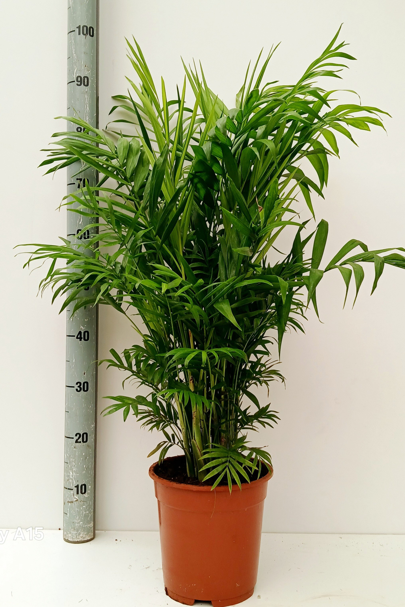 chamaedorea elegans, D 17