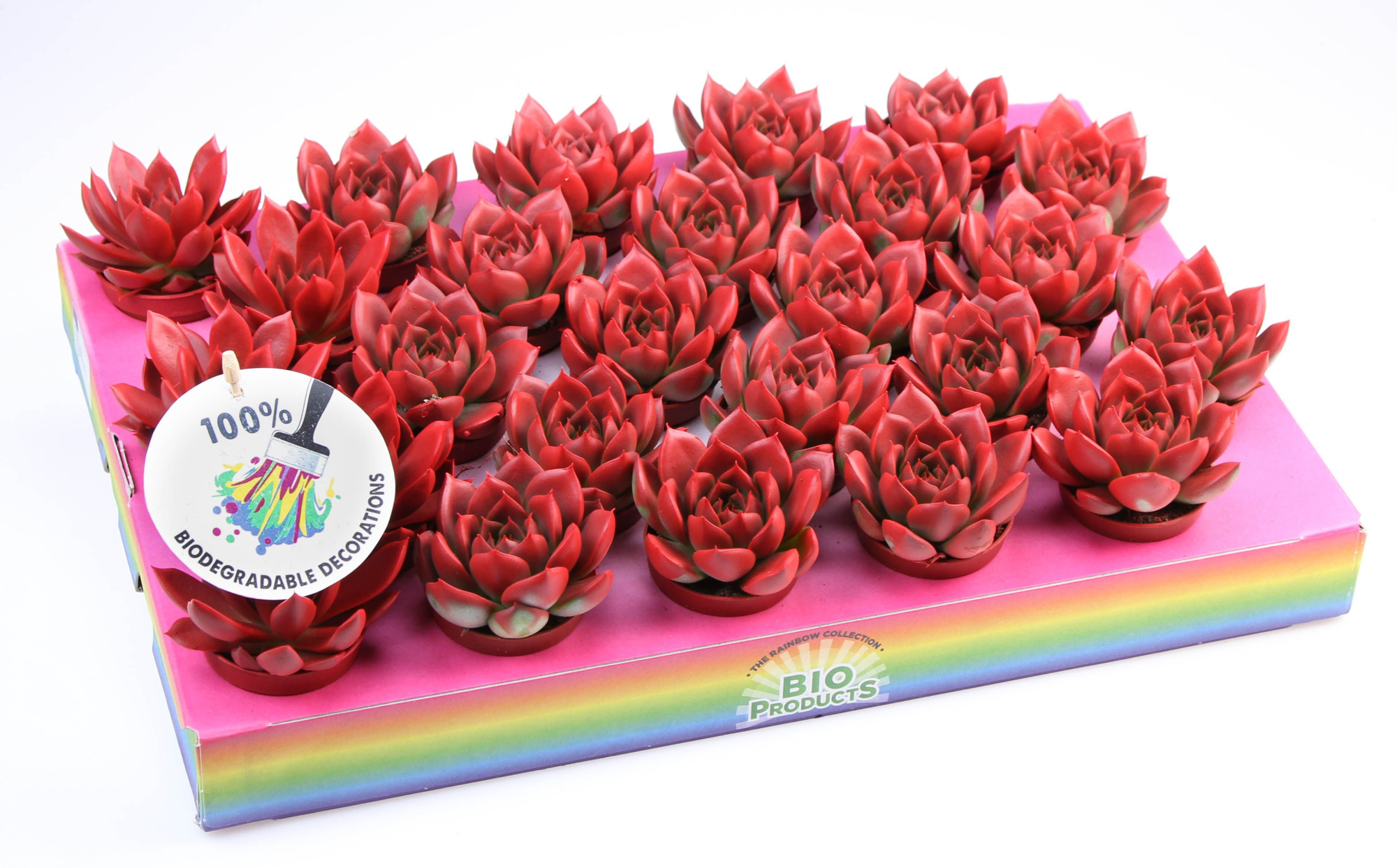 Bio miranda rainbow red, D 5,5