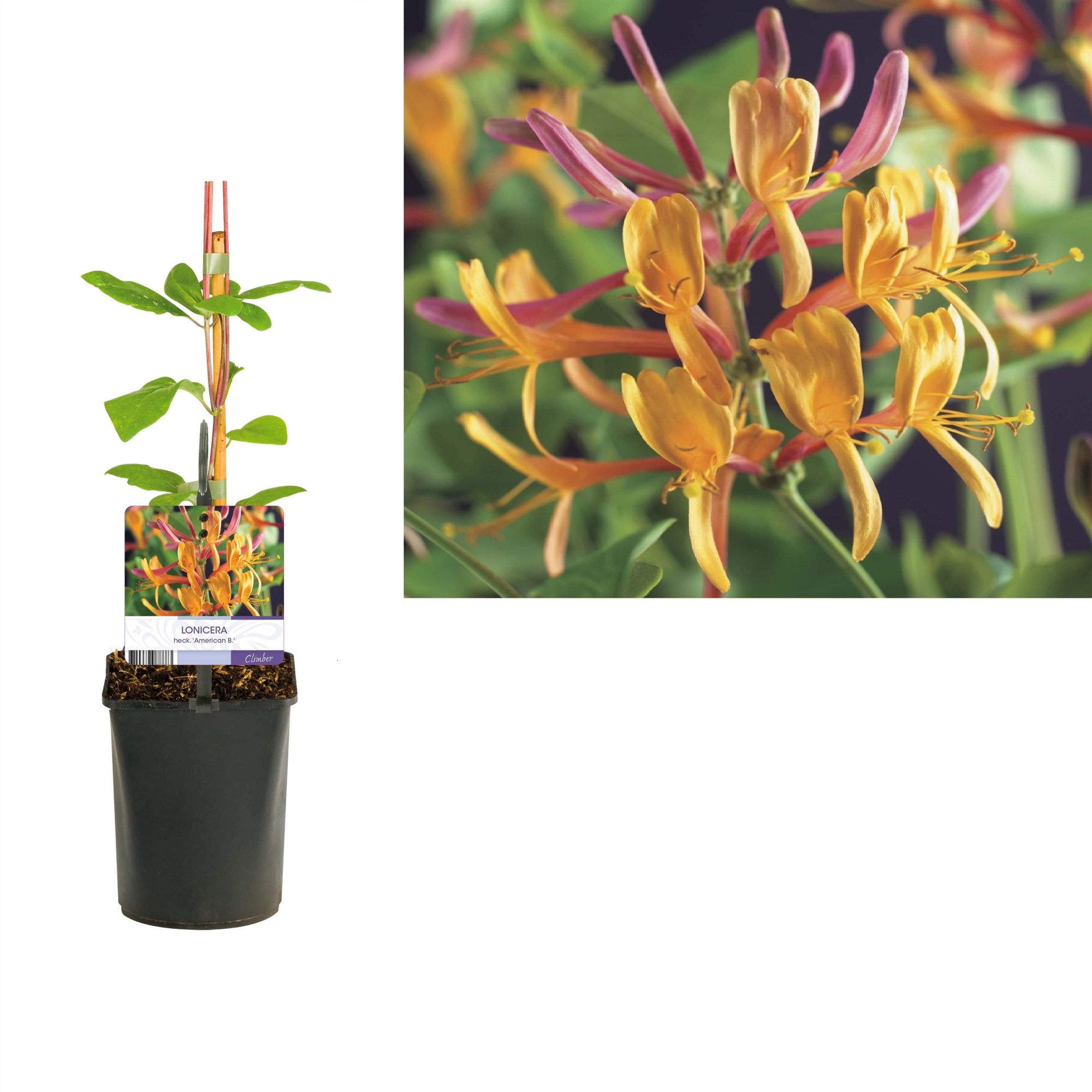 Lonicera heckrottii 'American Beauty' +light label, D 11