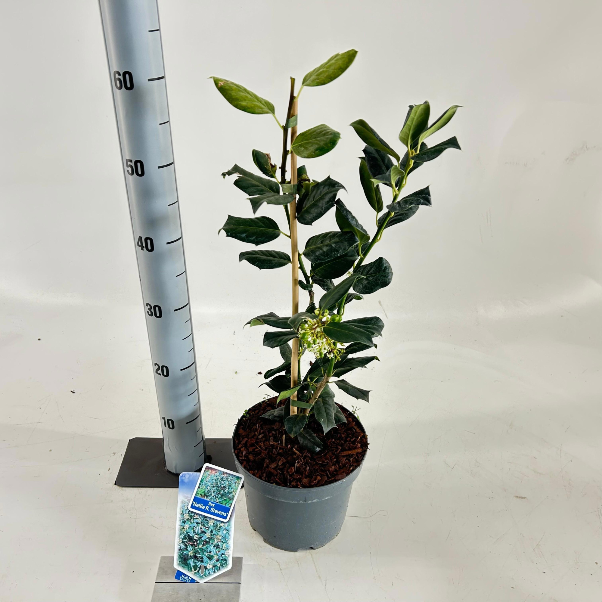 Ilex 'Nellie R. Stevens', D 19