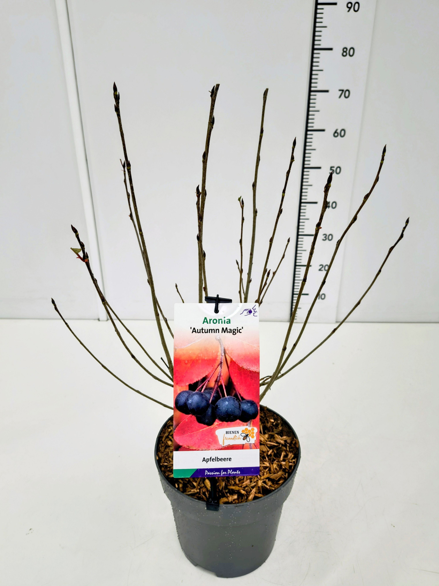 Aronia mel. 'Autumn Magic' 50-60C5, D 23