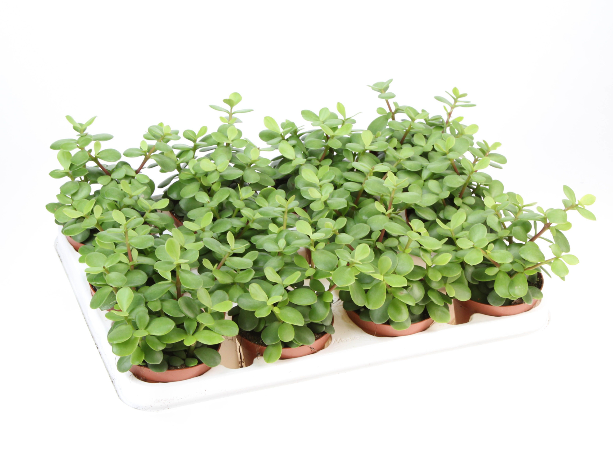 Portulacaria Afra Macrophylla, D 8,5