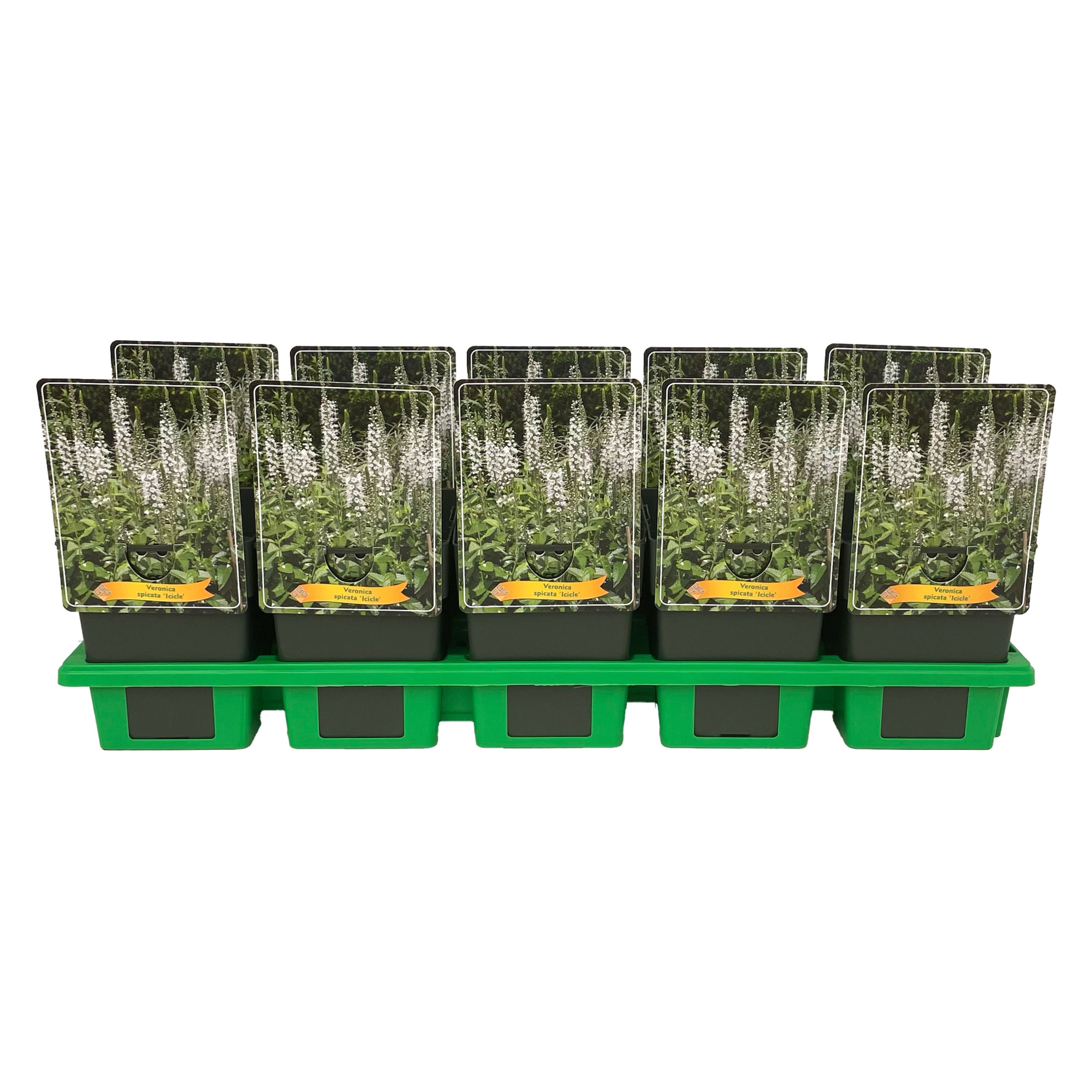 Veronica spicata 'Icicle' P11, D 11